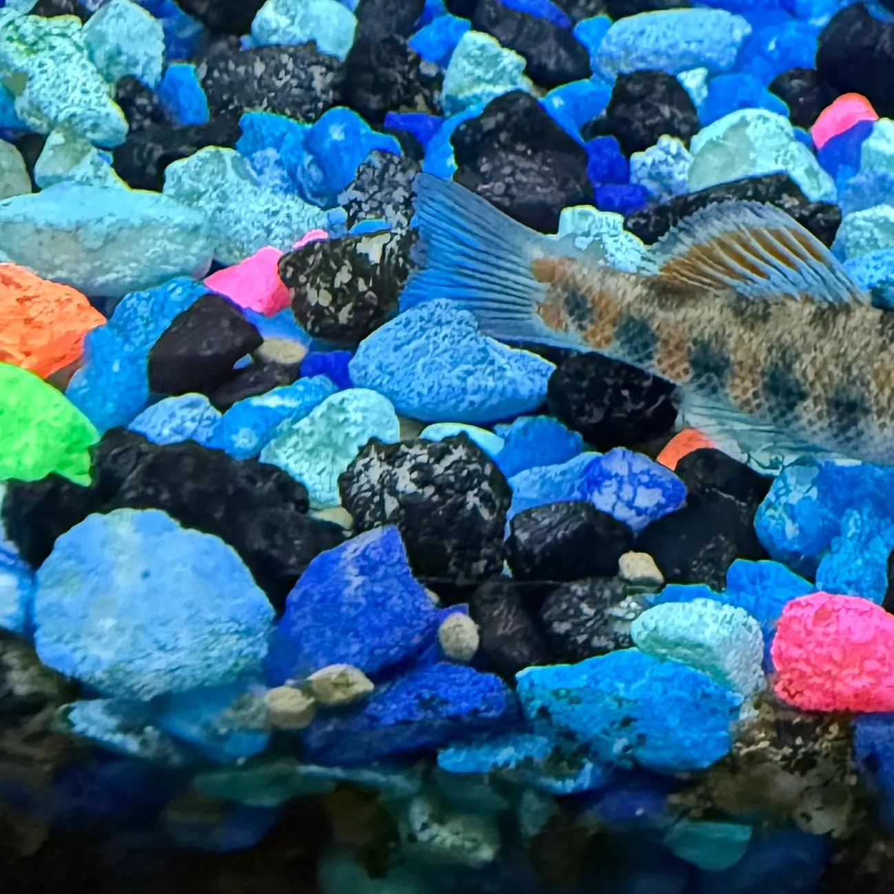 The most recent Rainbow darter catches on Fishbrain