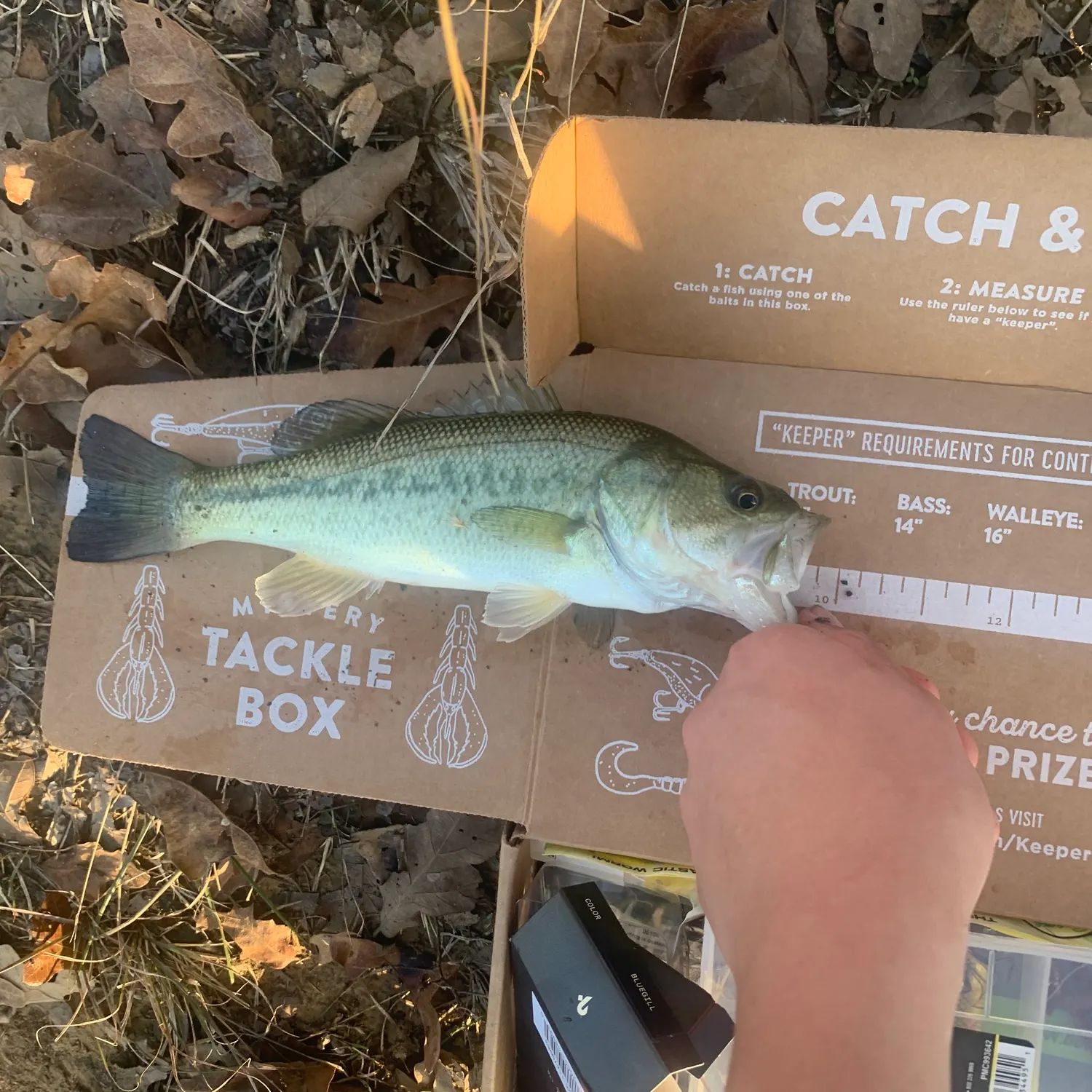 The most recent Largemouth bass catches on Fishbrain