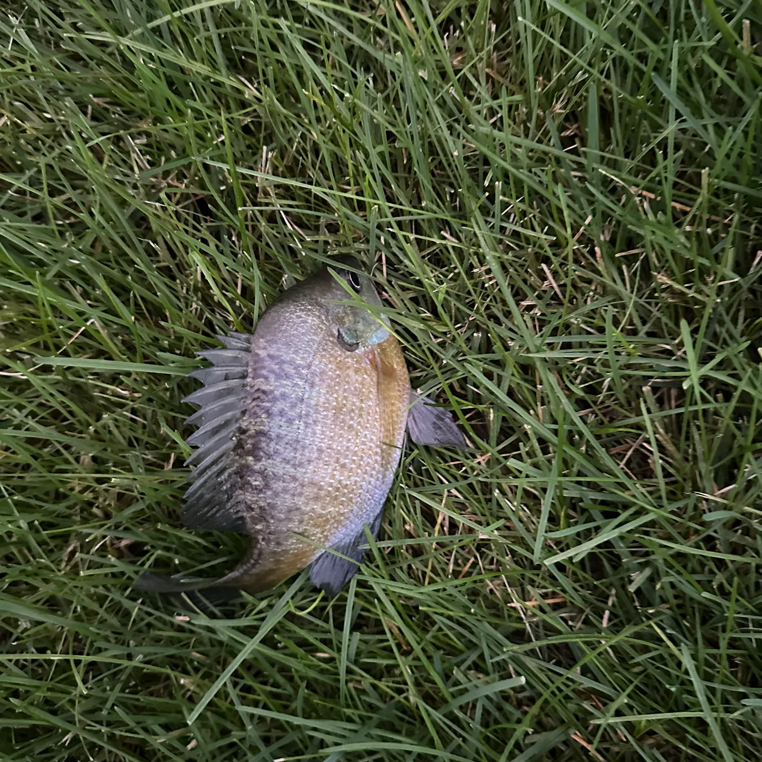 Bluegill caught on Fishbrain