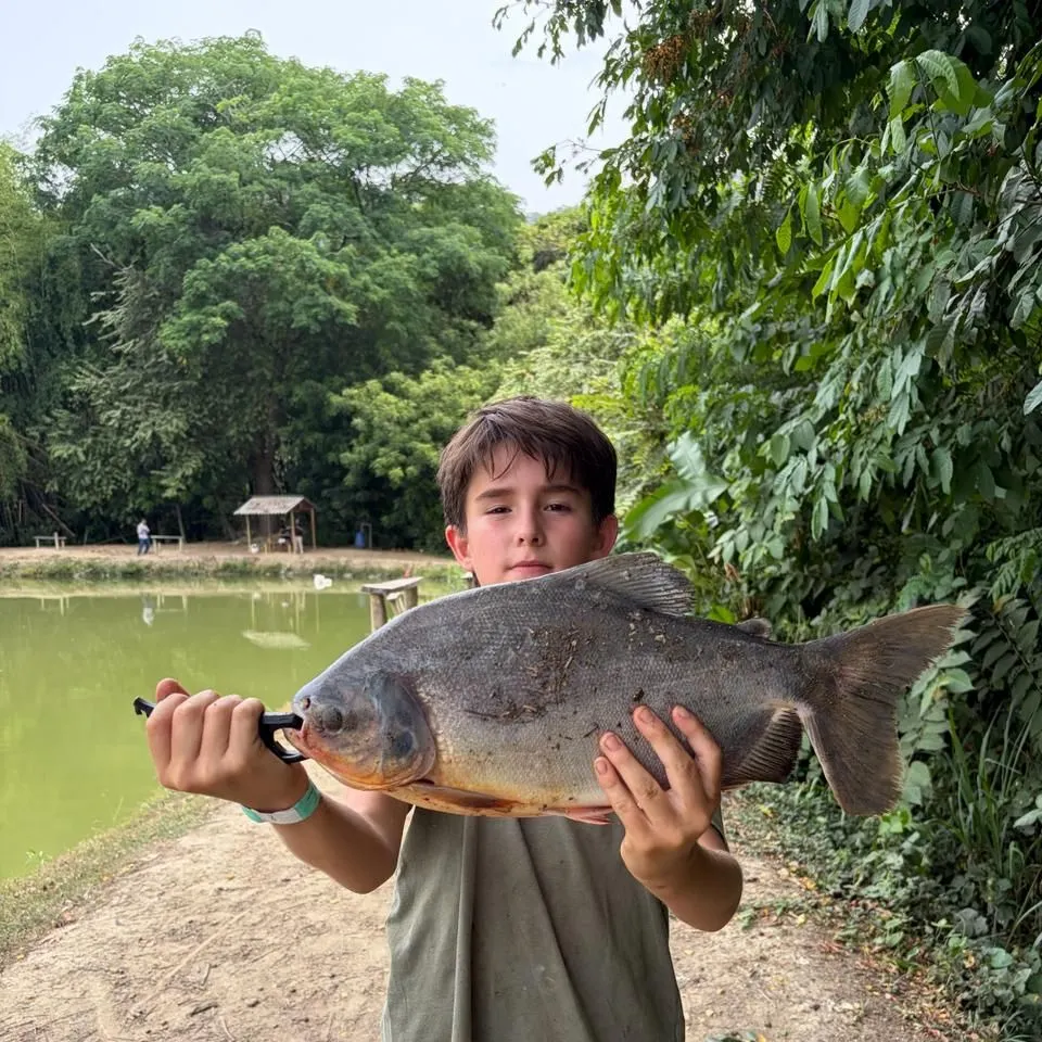 The most recent Black pacu catches on Fishbrain