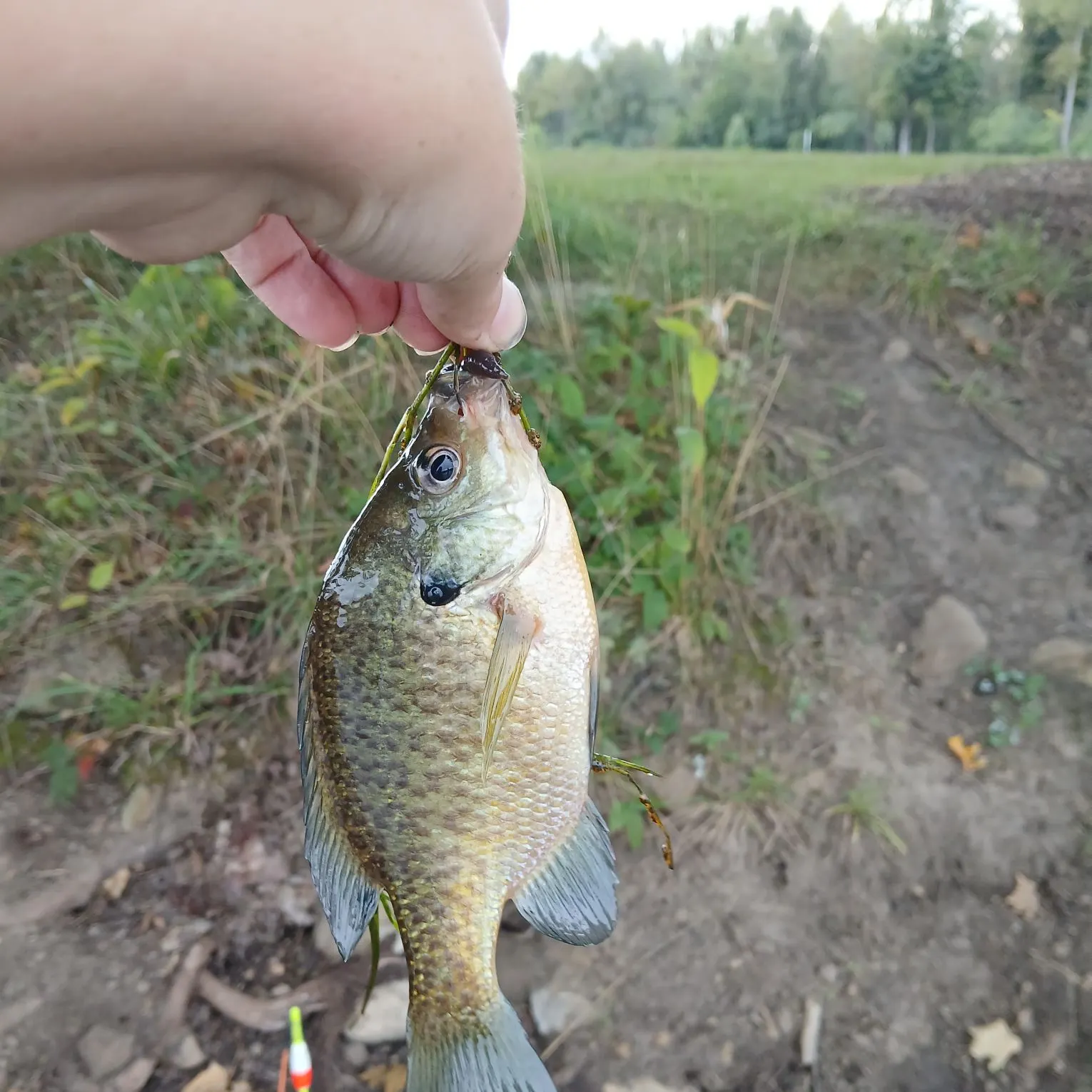 Bluegill caught on Fishbrain