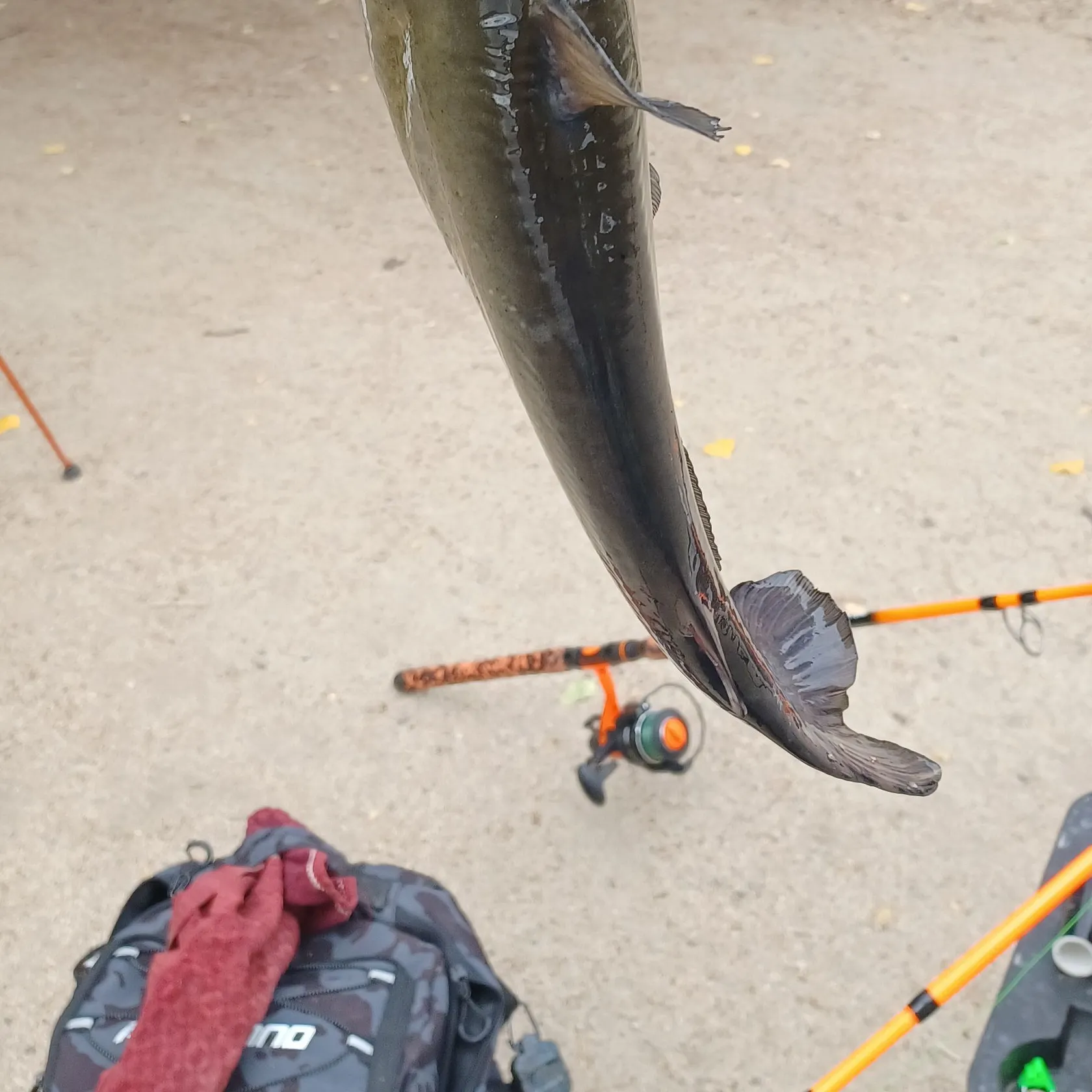 Channel catfish caught on Fishbrain