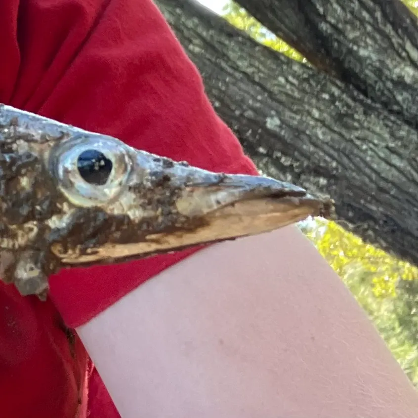 The most recent Pickhandle barracuda catches on Fishbrain