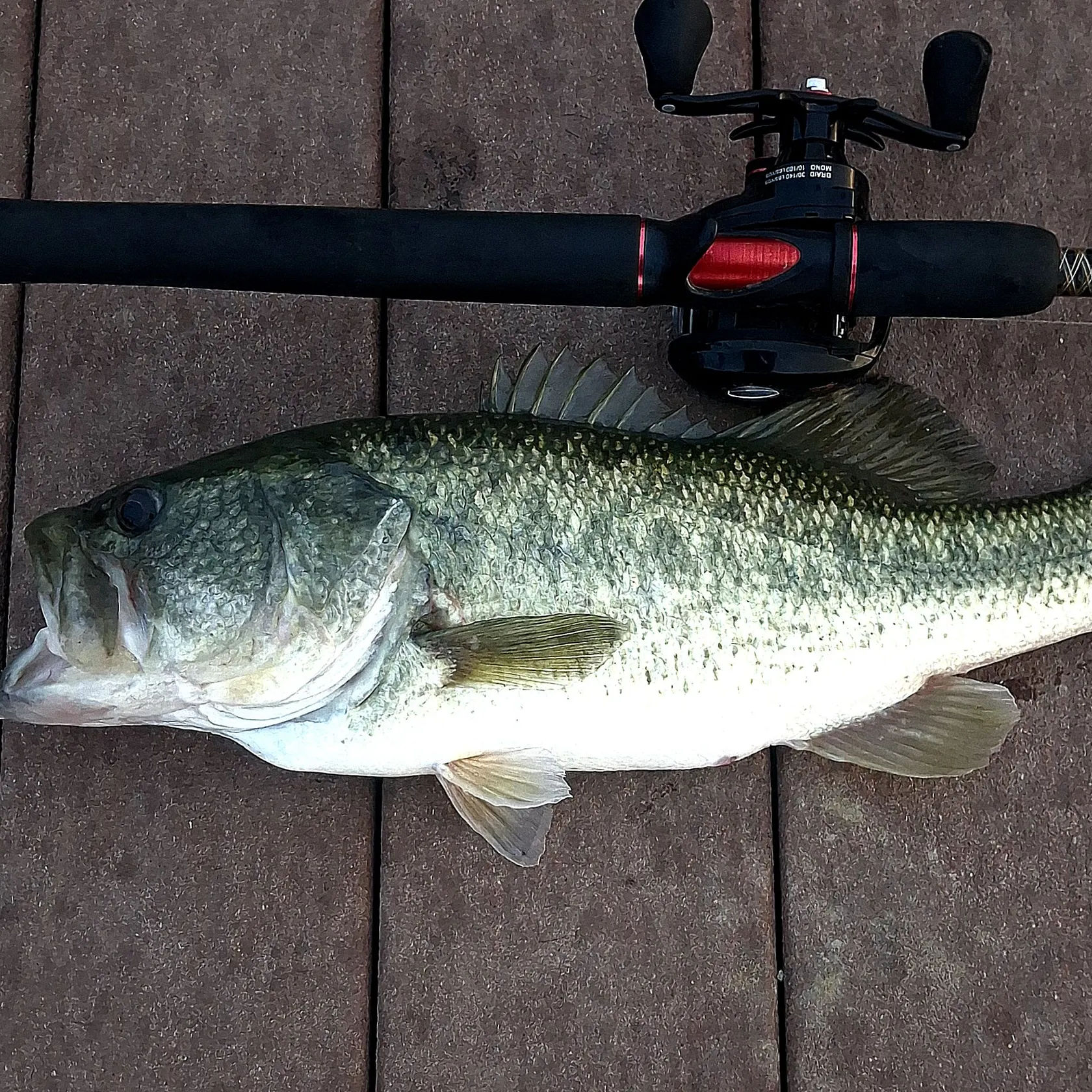 Largemouth bass caught on Fishbrain