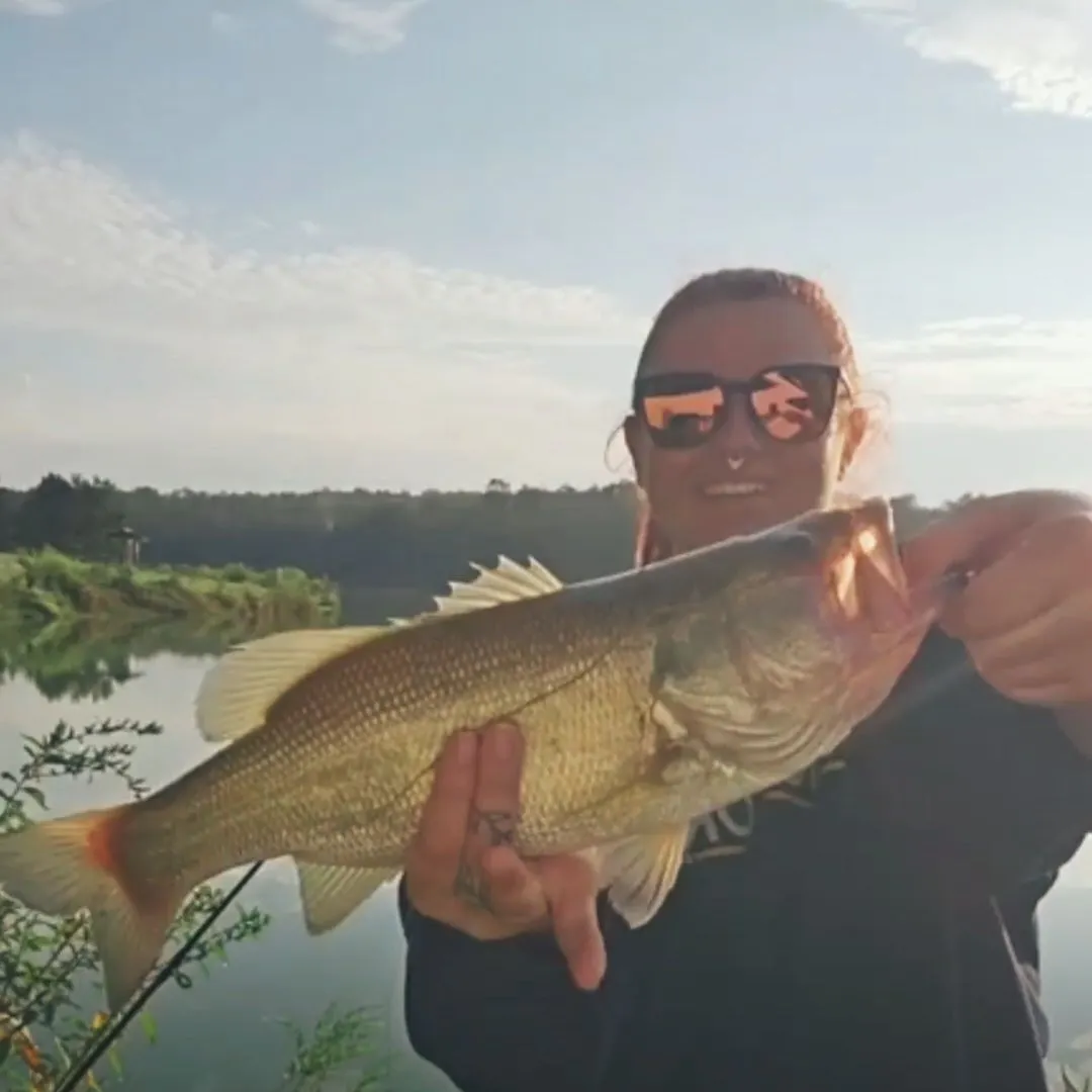 Largemouth bass caught on Fishbrain
