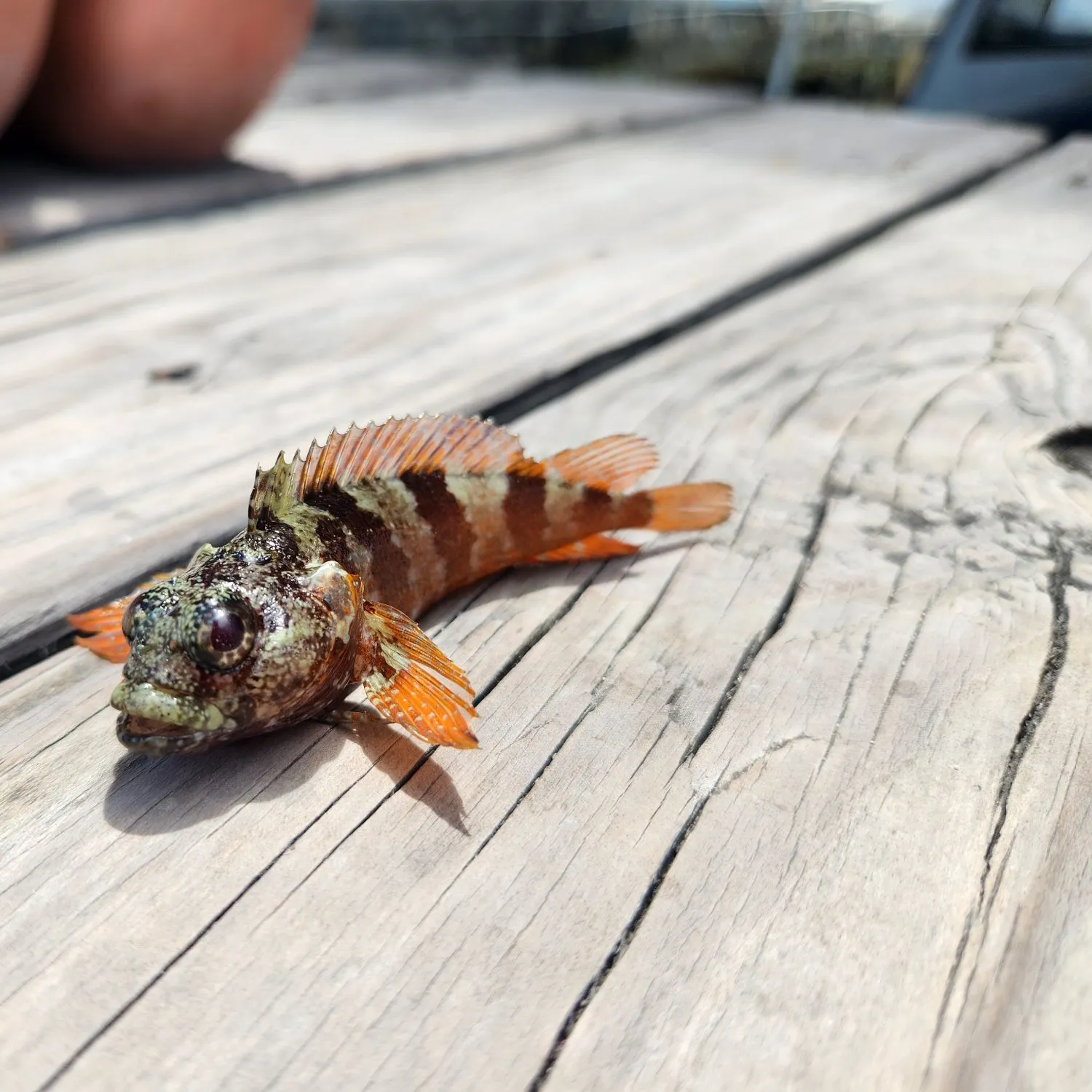 The most recent Spotted scorpionfish catches on Fishbrain