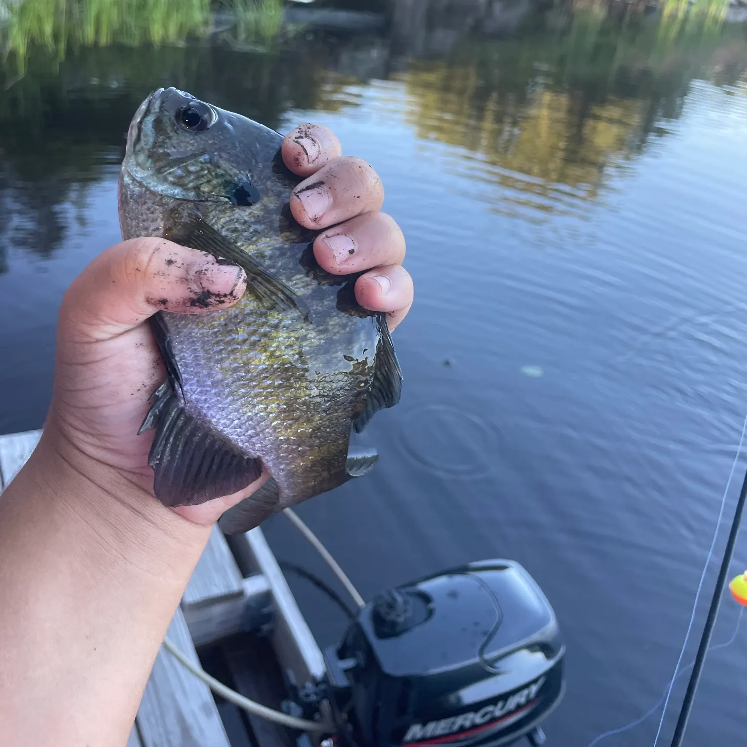 Bluegill caught on Fishbrain