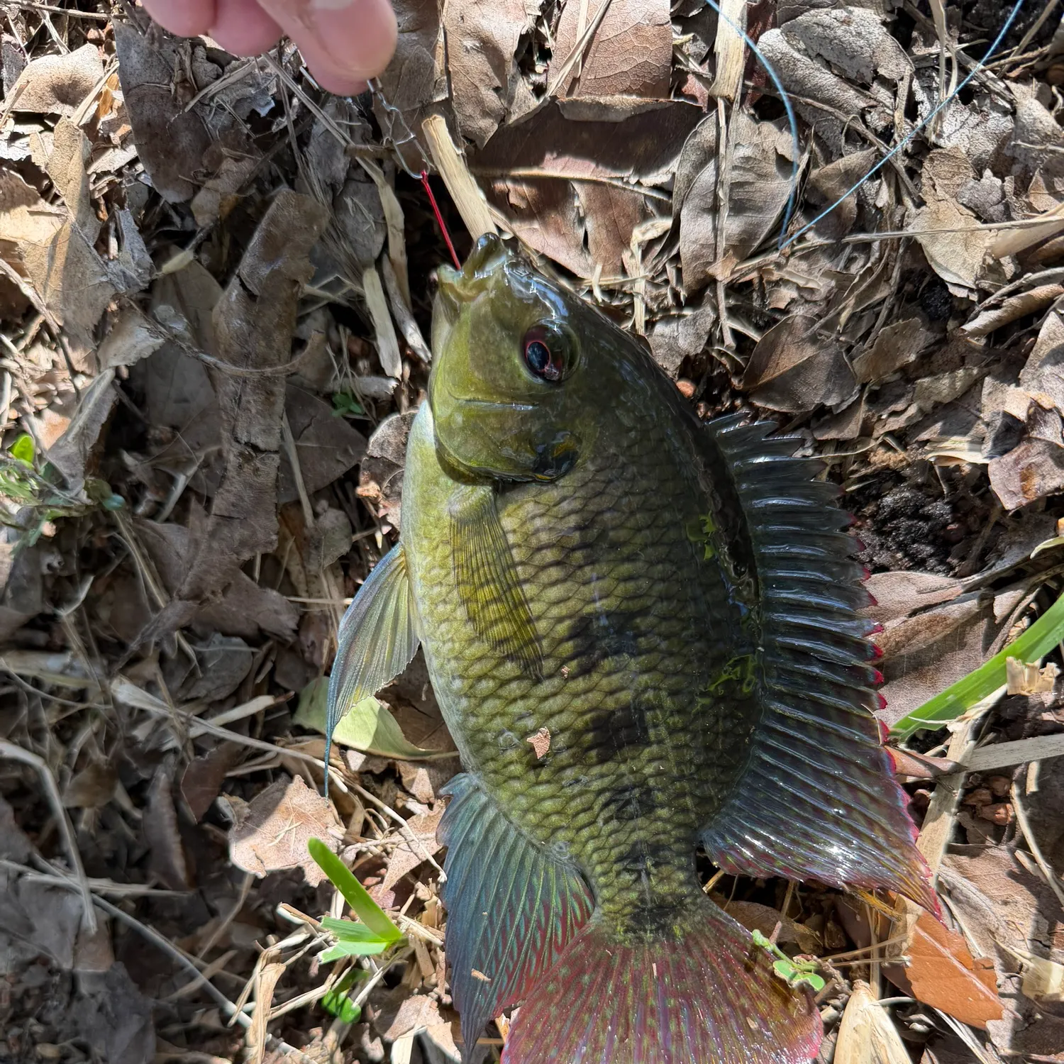 Spotted tilapia caught on Fishbrain