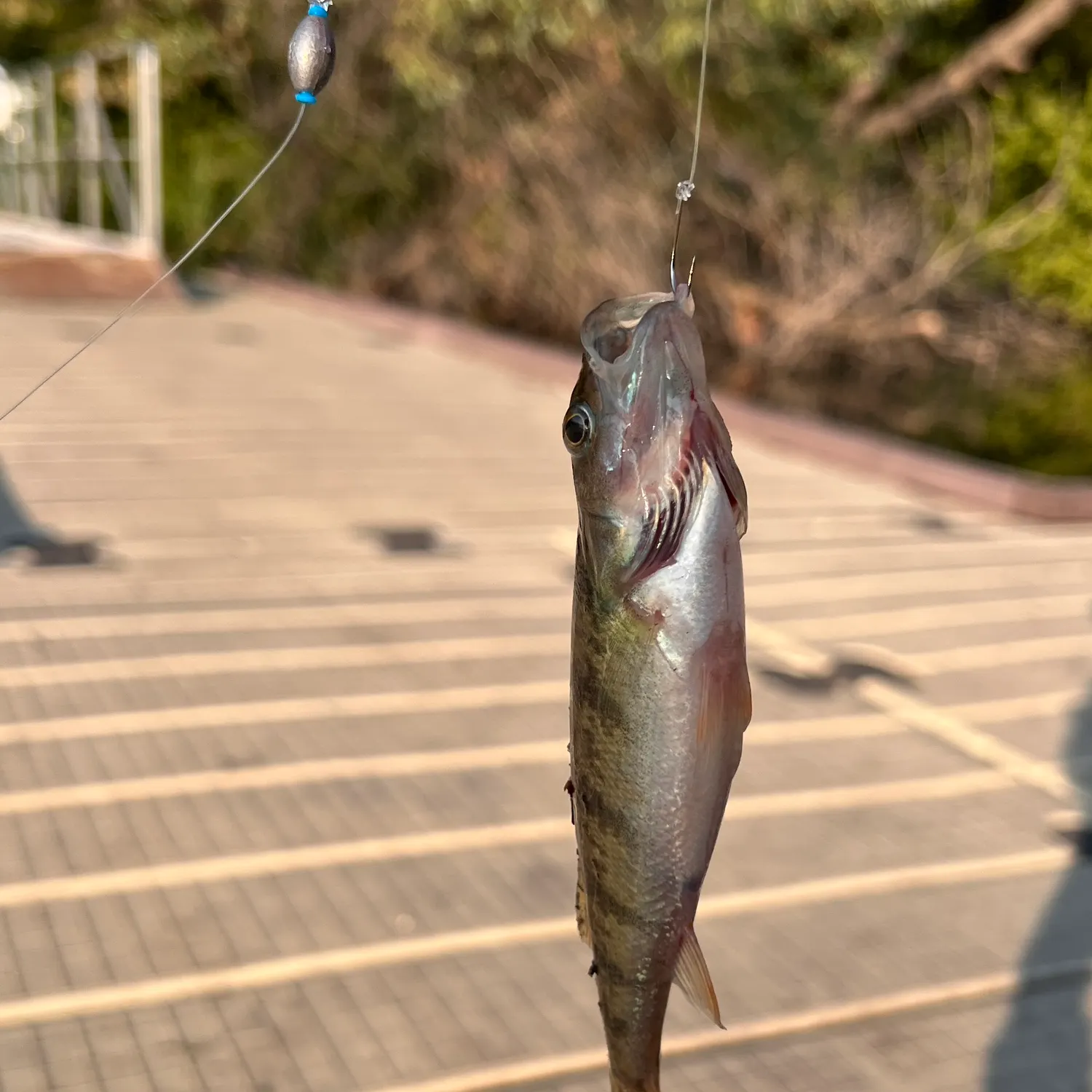 catch