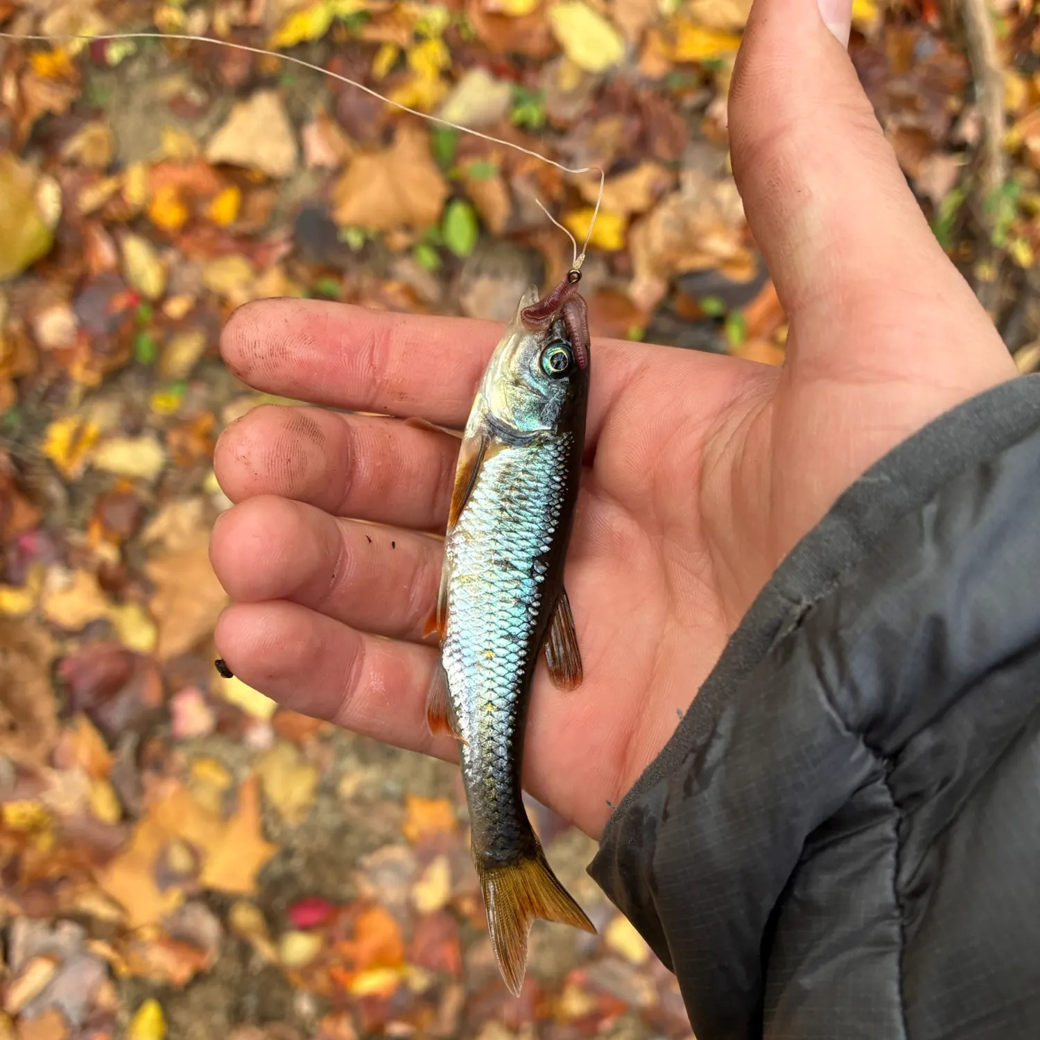Common shiner caught on Fishbrain
