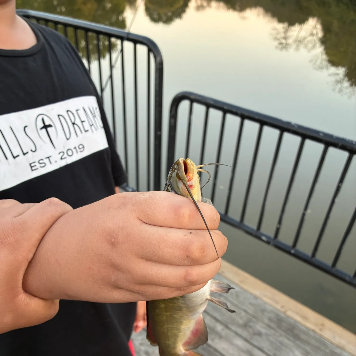 Yellow bullhead caught on Fishbrain