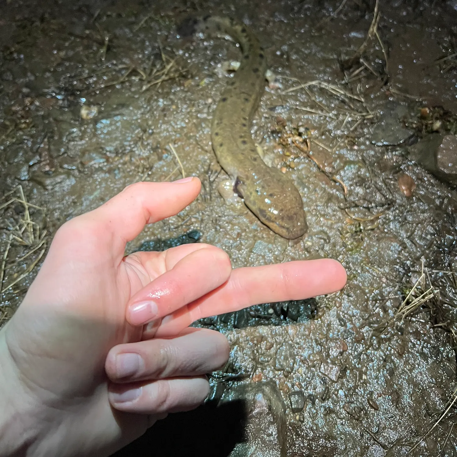 The most recent Common mudpuppy catches on Fishbrain