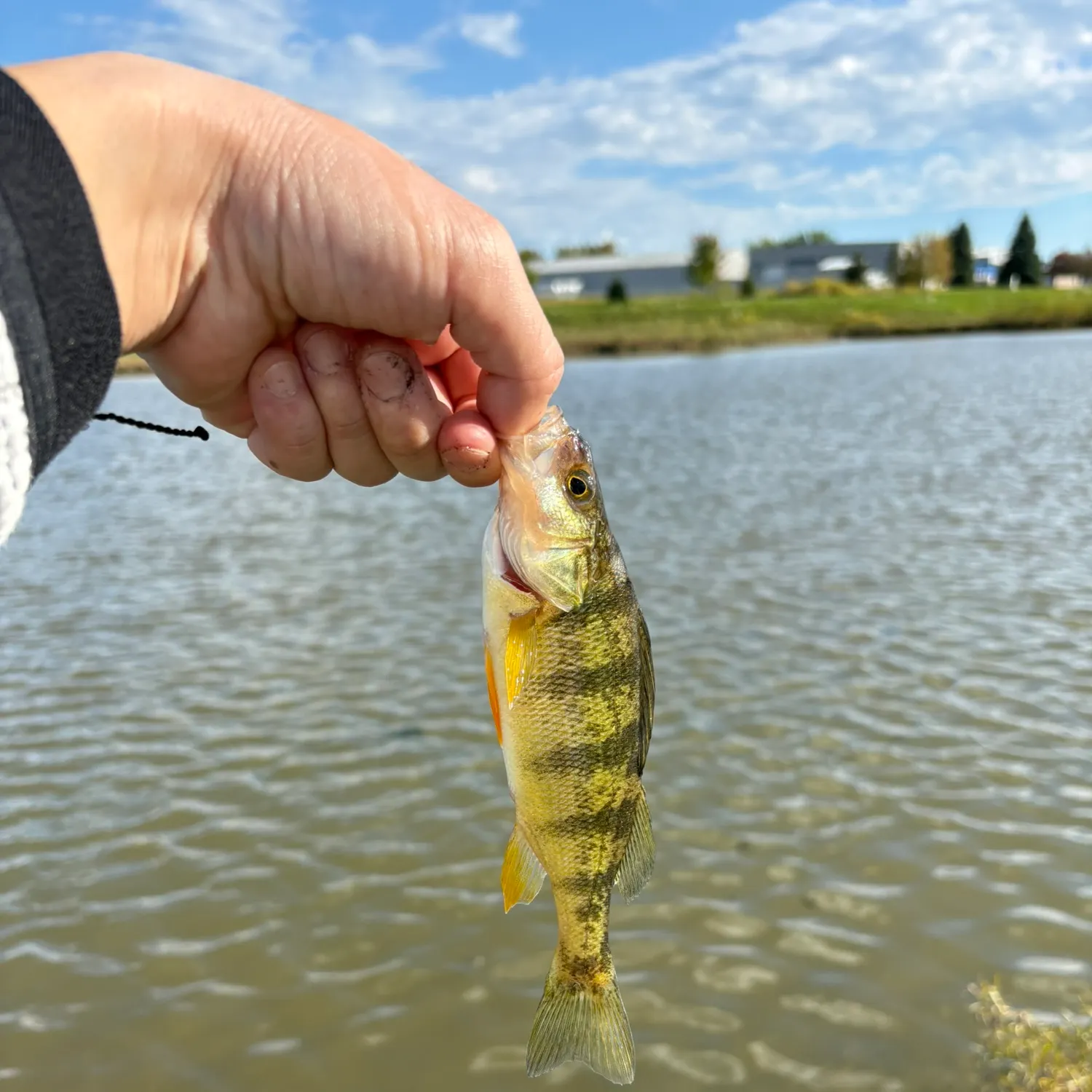 Yellow perch caught on Fishbrain