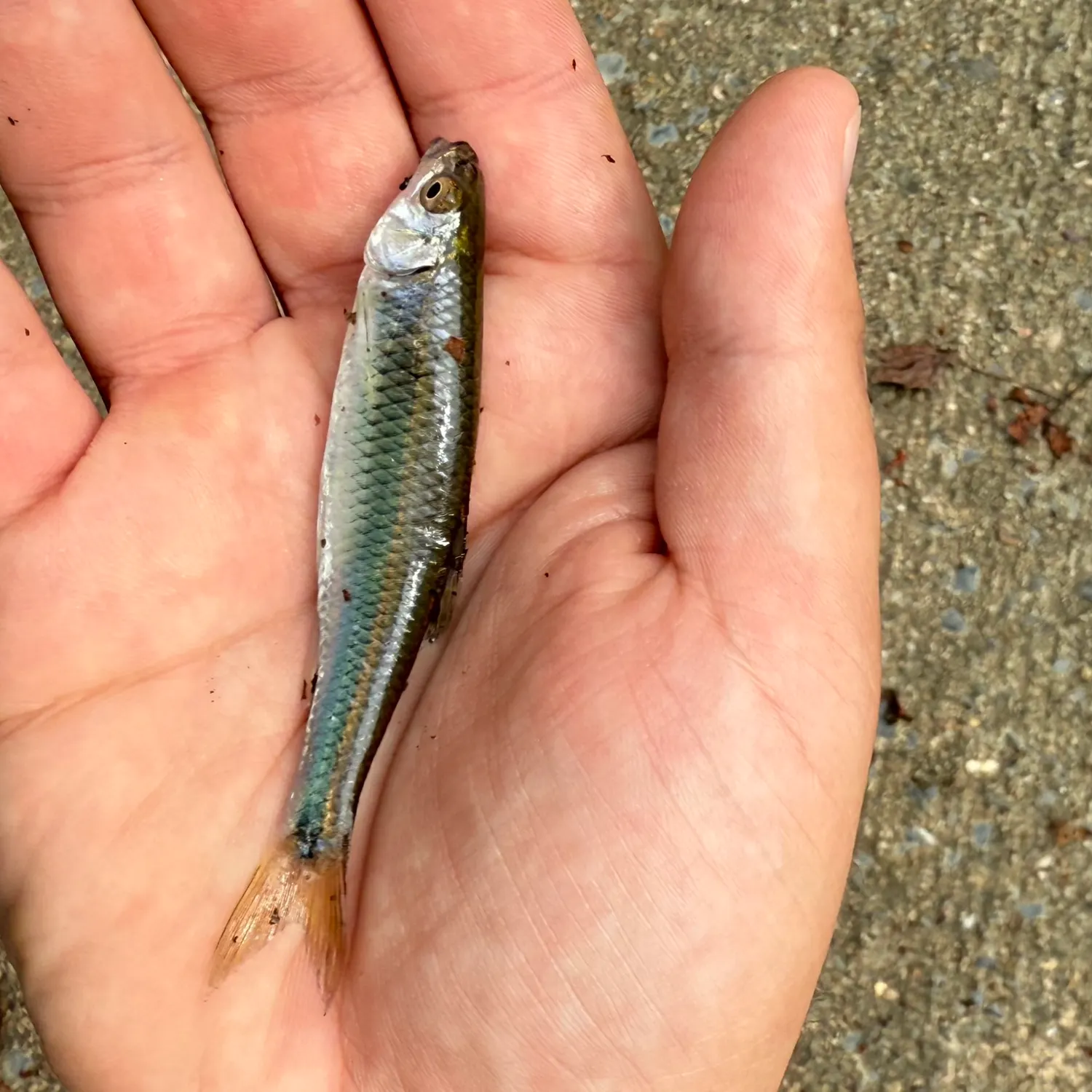 The most recent Spotfin shiner catches on Fishbrain