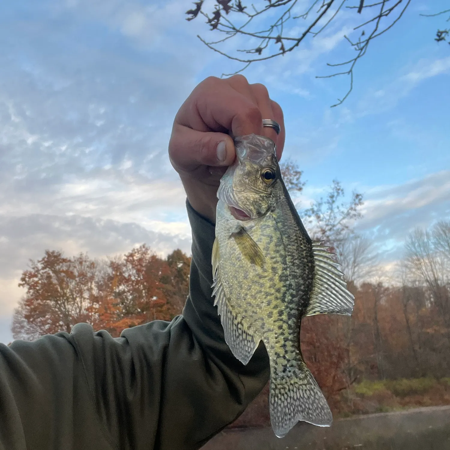 The most recent Black crappie catches on Fishbrain