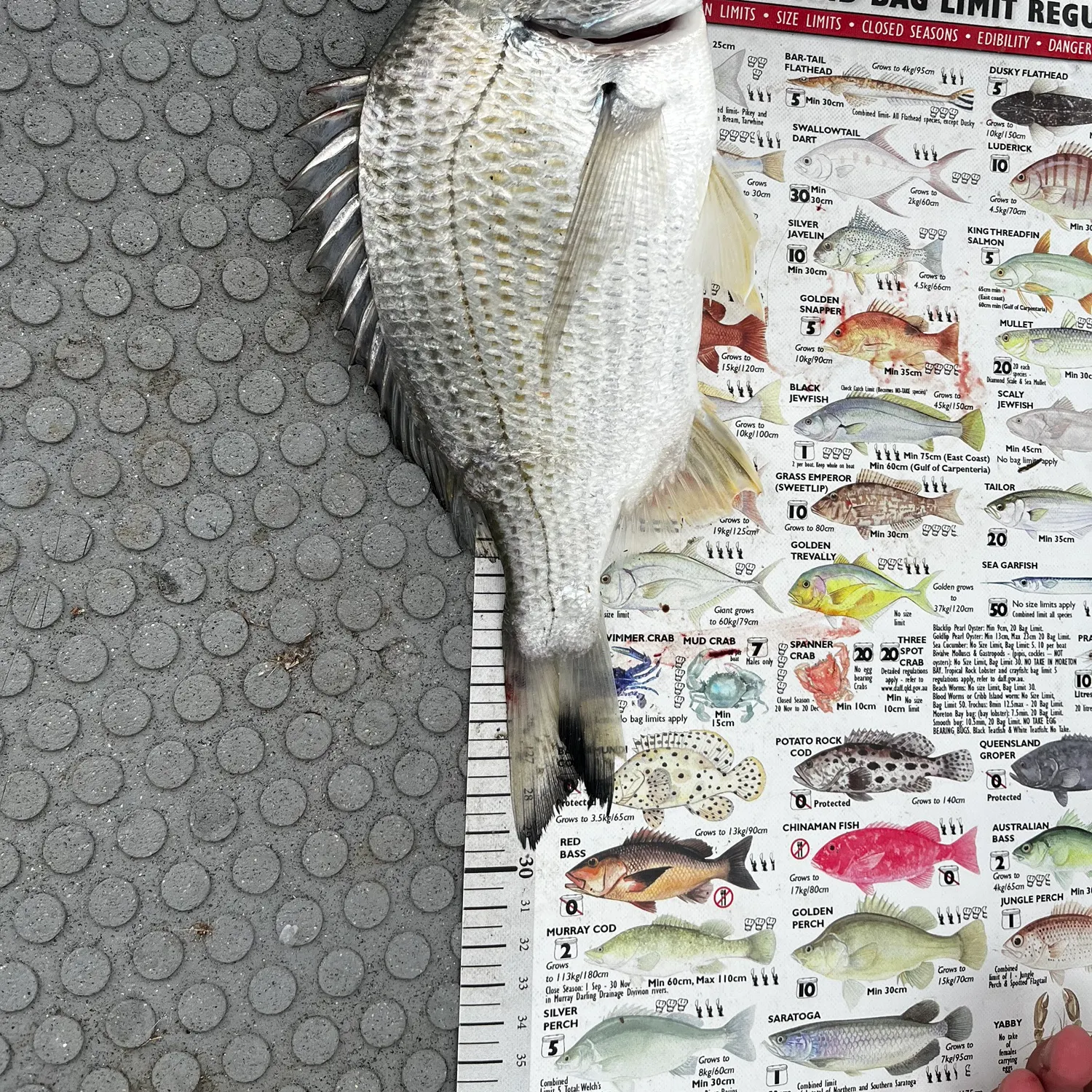 recently logged catches