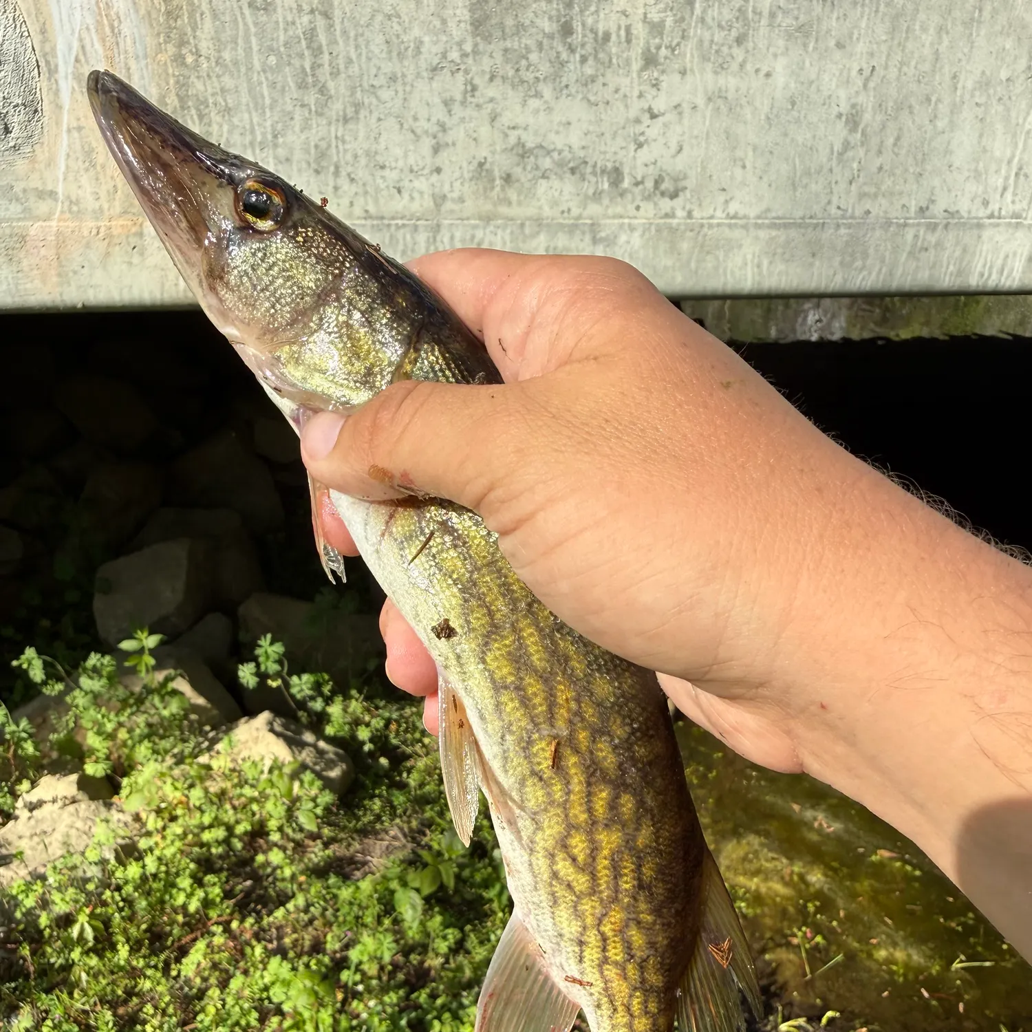 The most recent Chain pickerel catches on Fishbrain