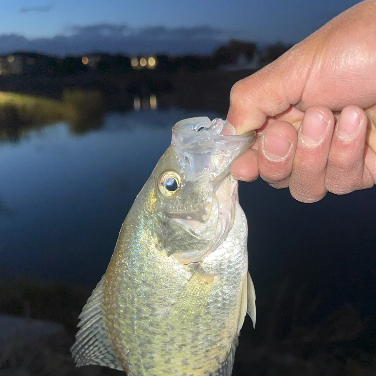 Black crappie caught on Fishbrain