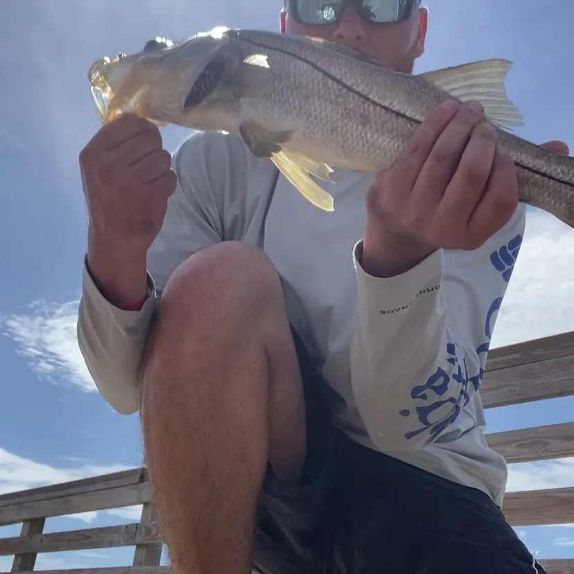 Common snook caught on Fishbrain