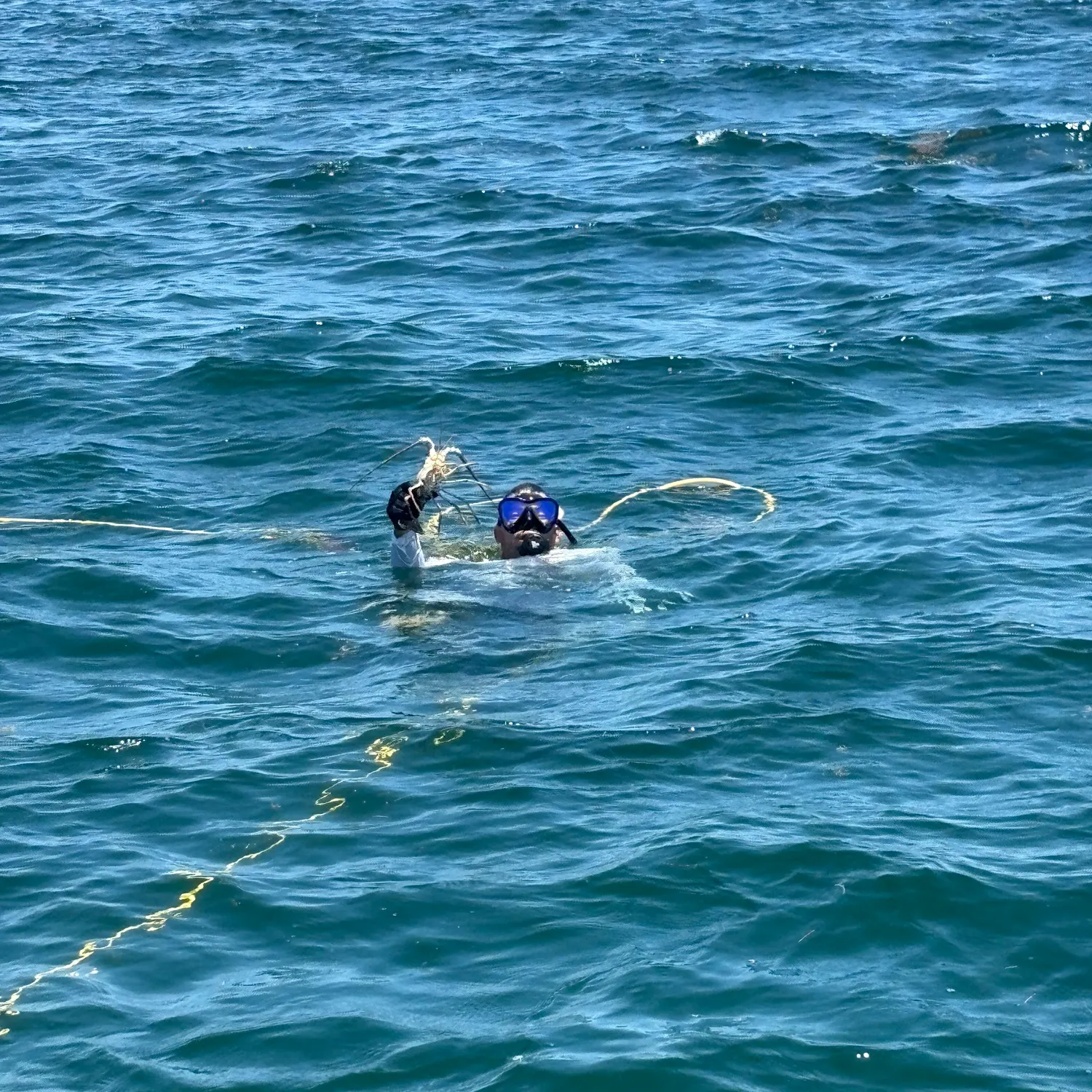 The most recent Caribbean spiny lobster catches on Fishbrain
