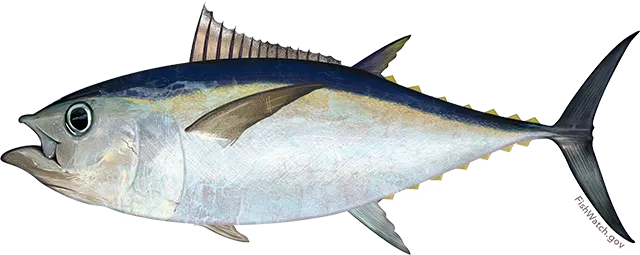 Bigeye tuna