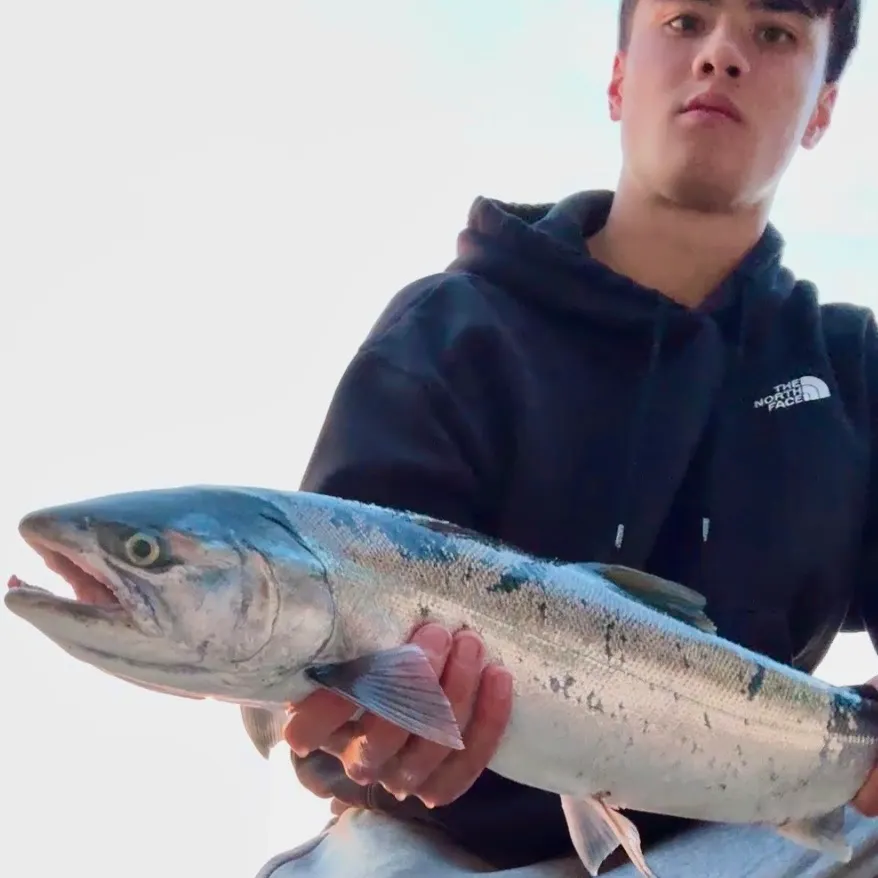 Coho salmon caught on Fishbrain