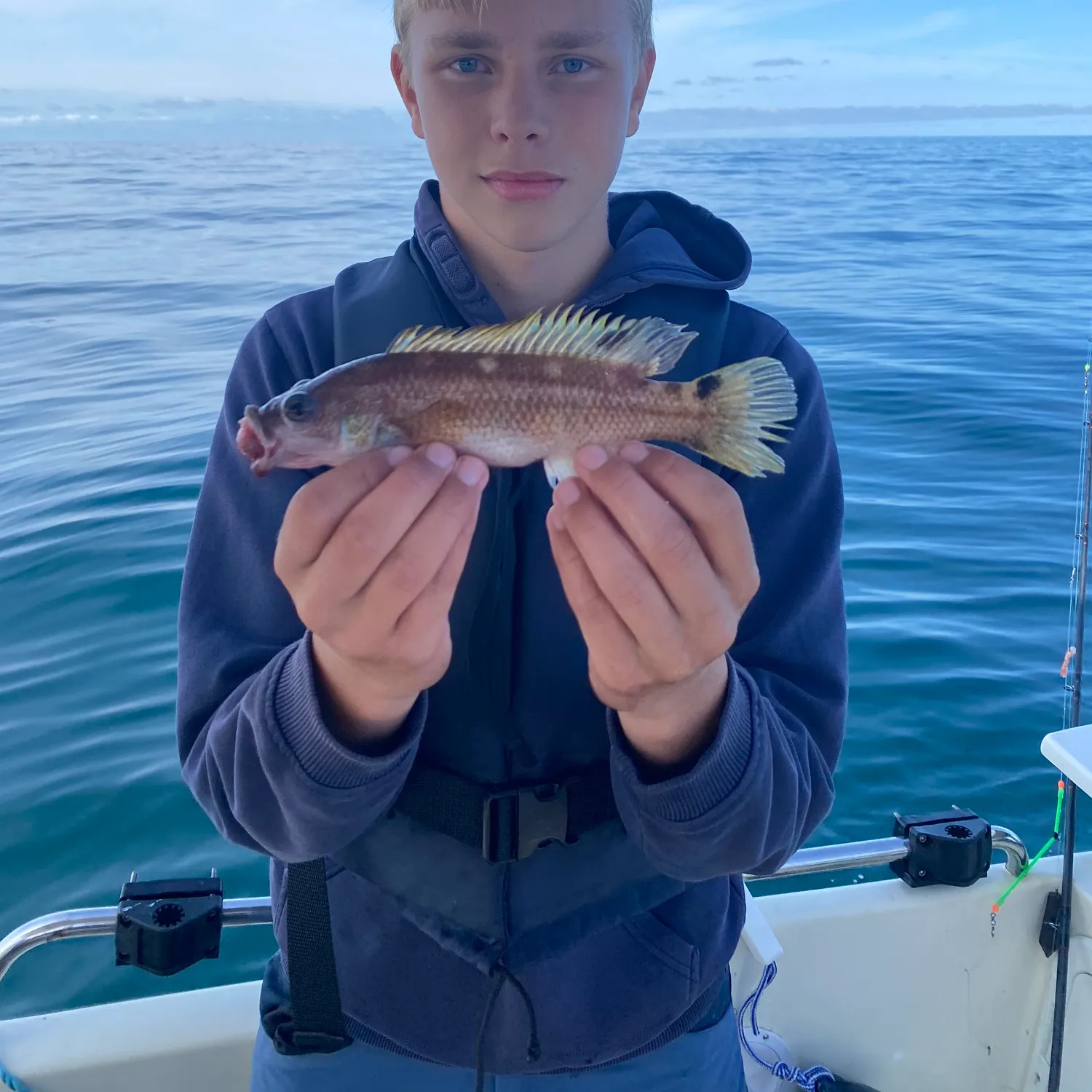 The most recent Scale-rayed wrasse catches on Fishbrain