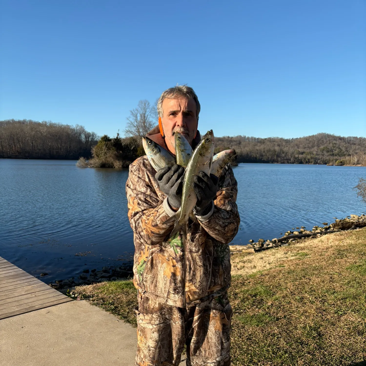 The most recent Skipjack herring catches on Fishbrain