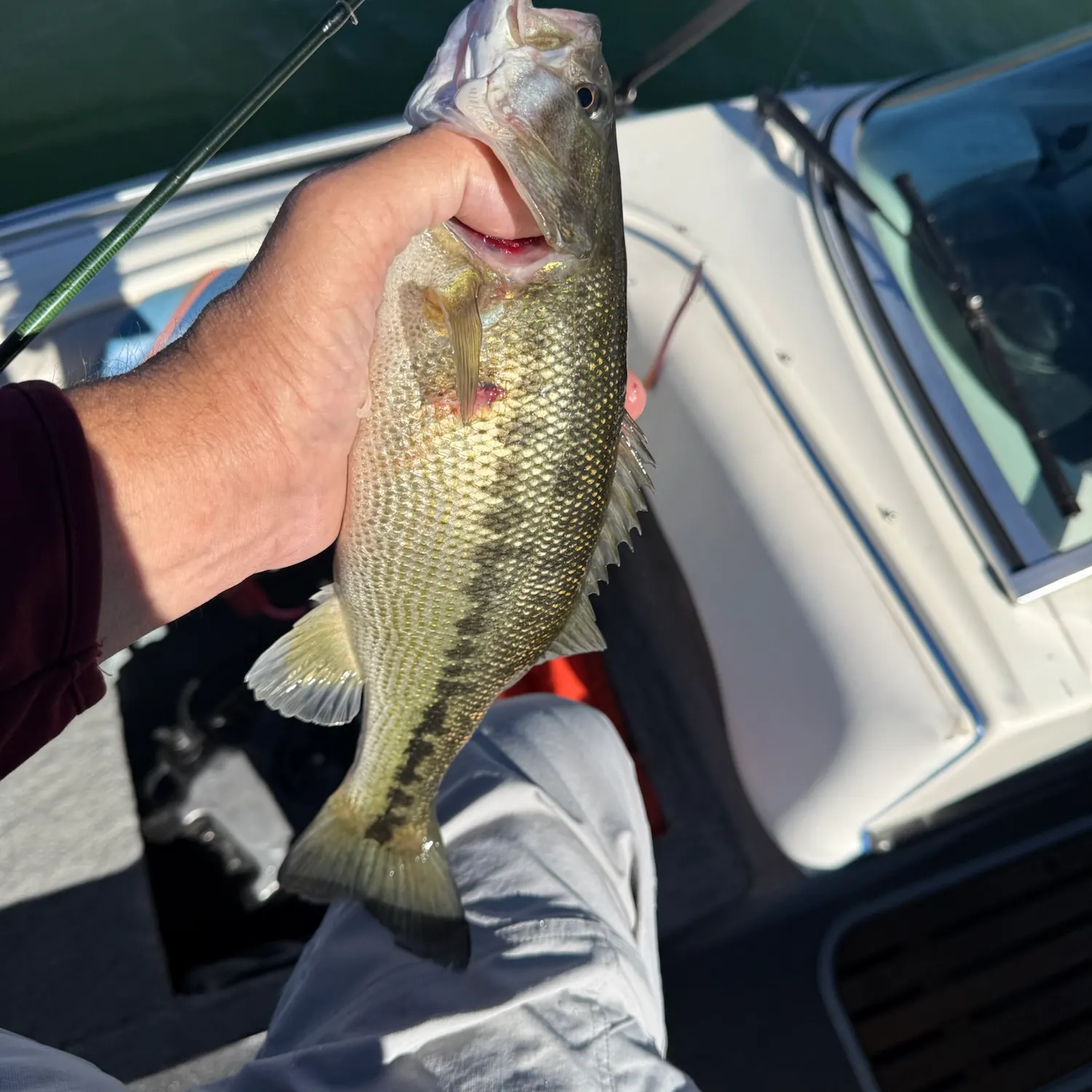 Spotted bass caught on Fishbrain