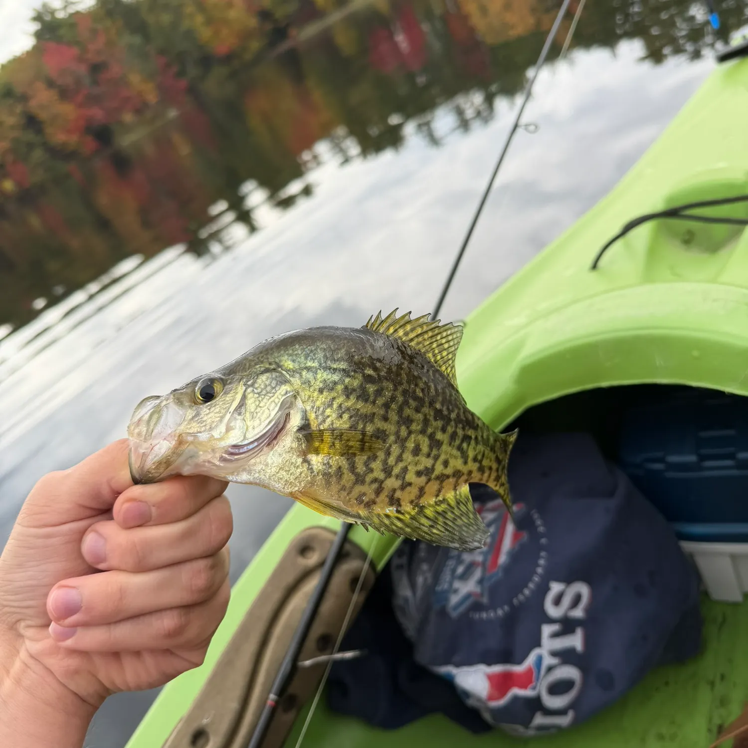 Black crappie caught on Fishbrain