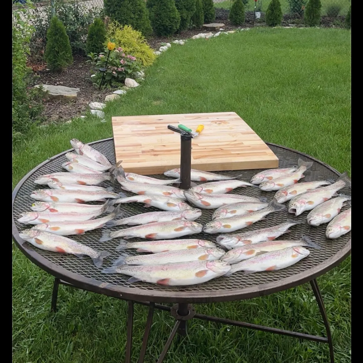 Rainbow trout caught on Fishbrain