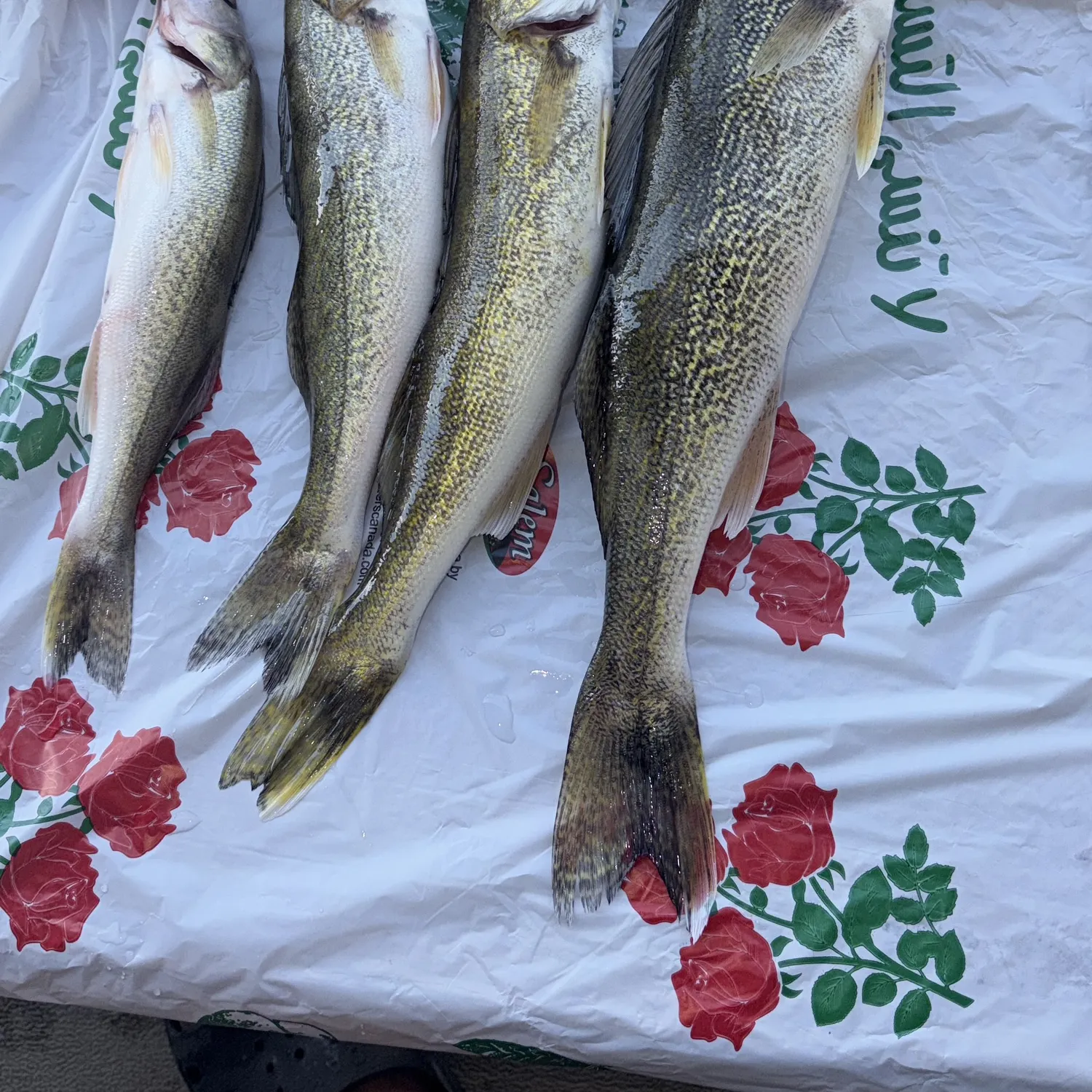 Walleye caught on Fishbrain