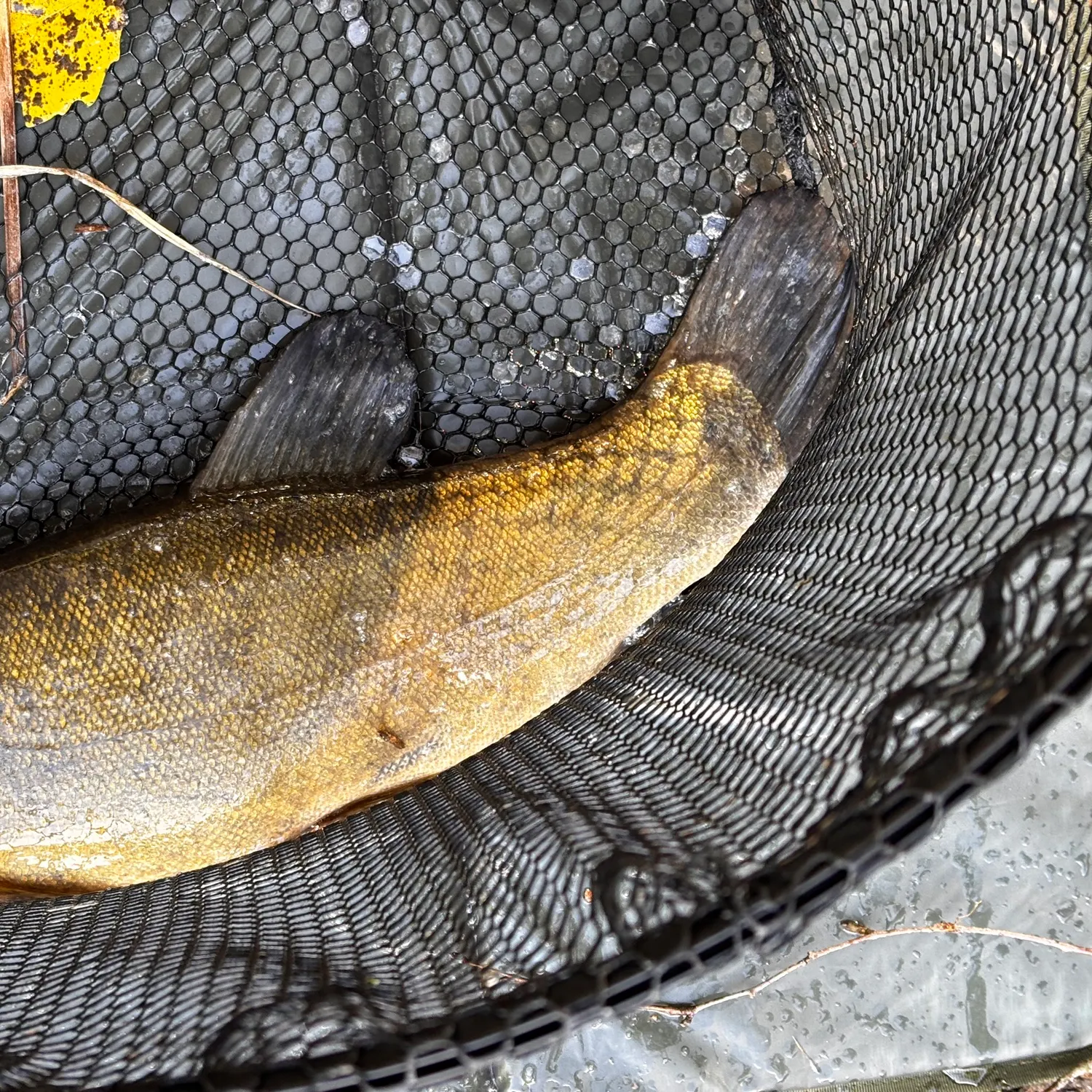 The most recent Tench catches on Fishbrain