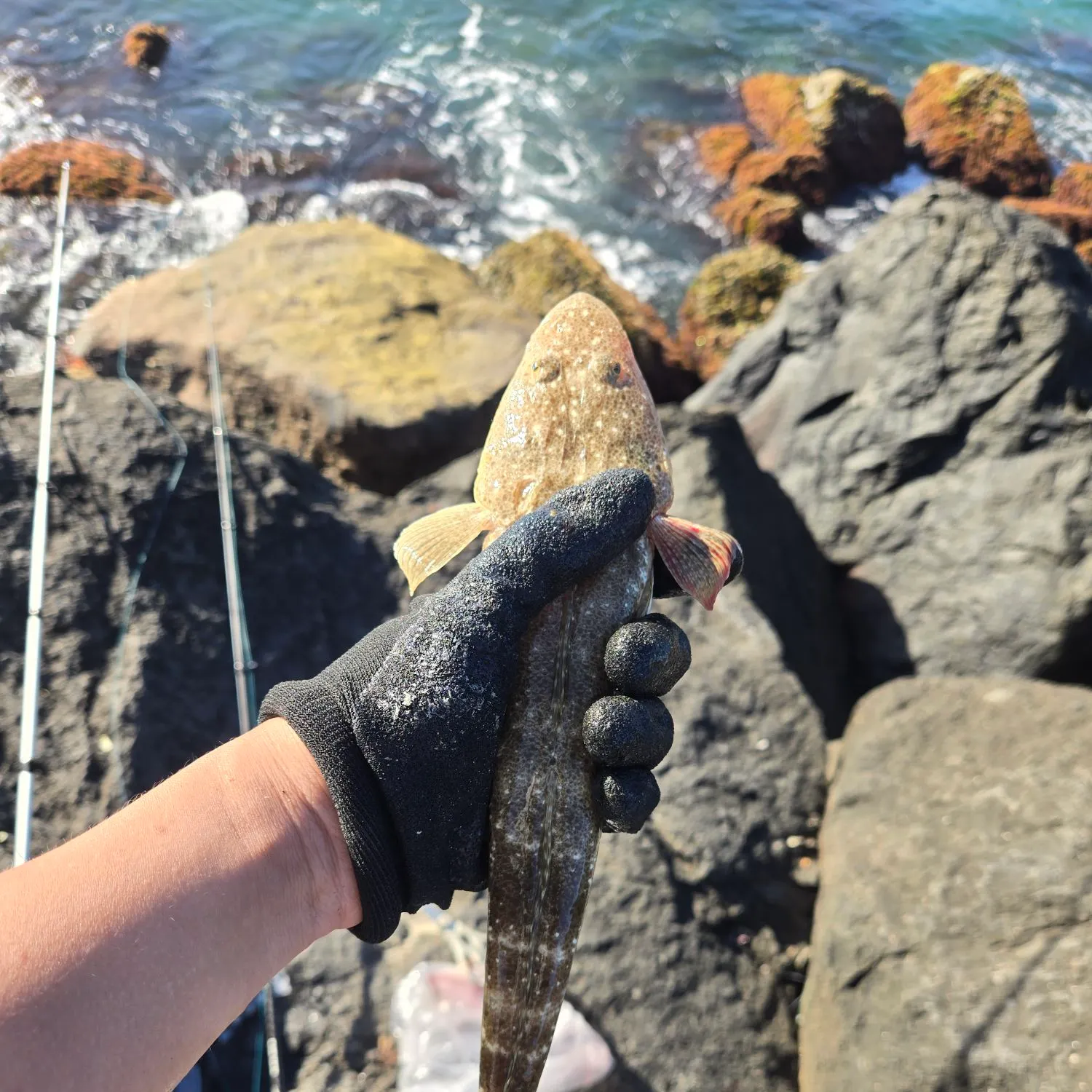 The most recent Dusky flathead catches on Fishbrain