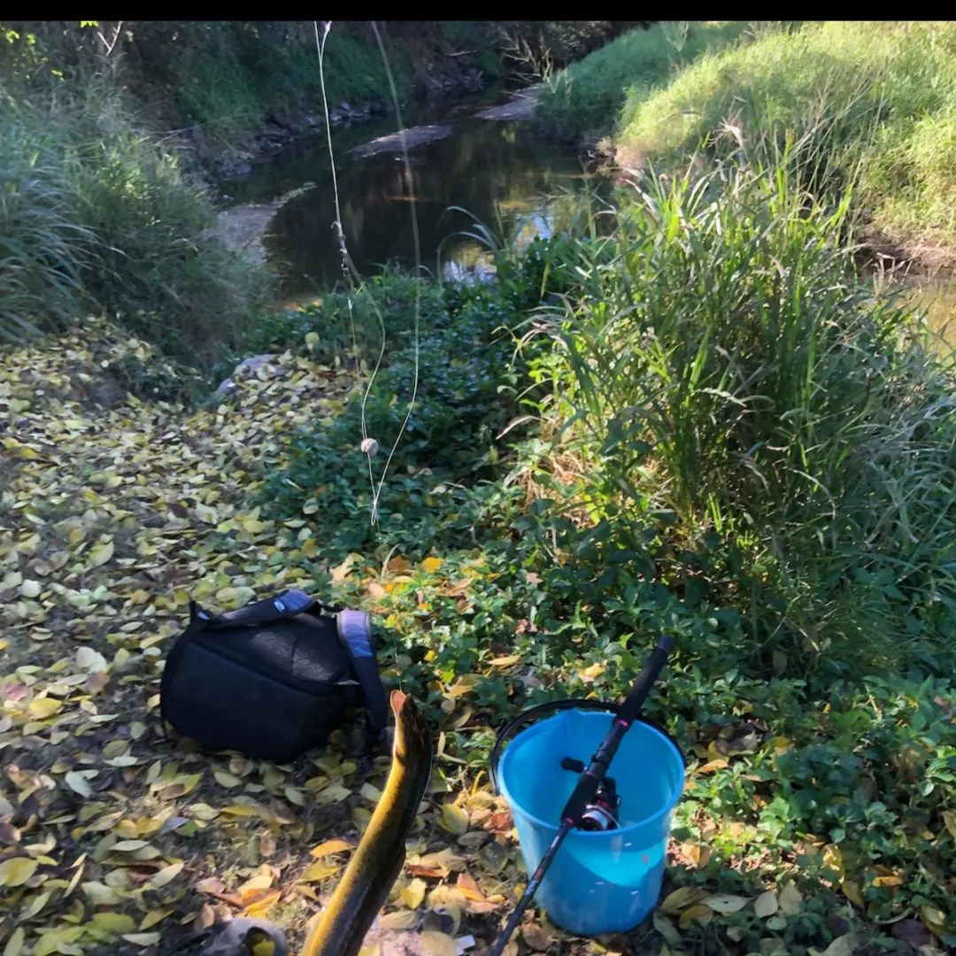 The most recent Speckled longfin eel catches on Fishbrain