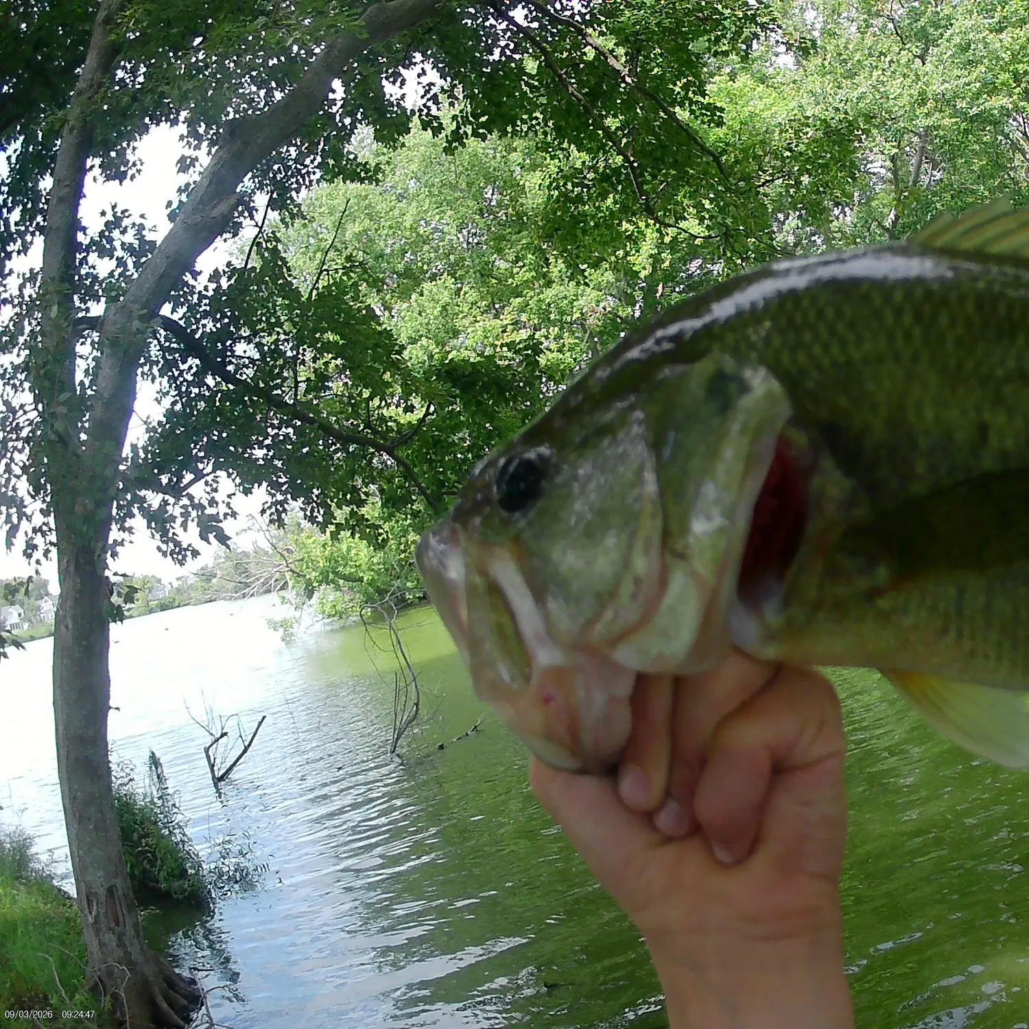 Largemouth bass caught on Fishbrain