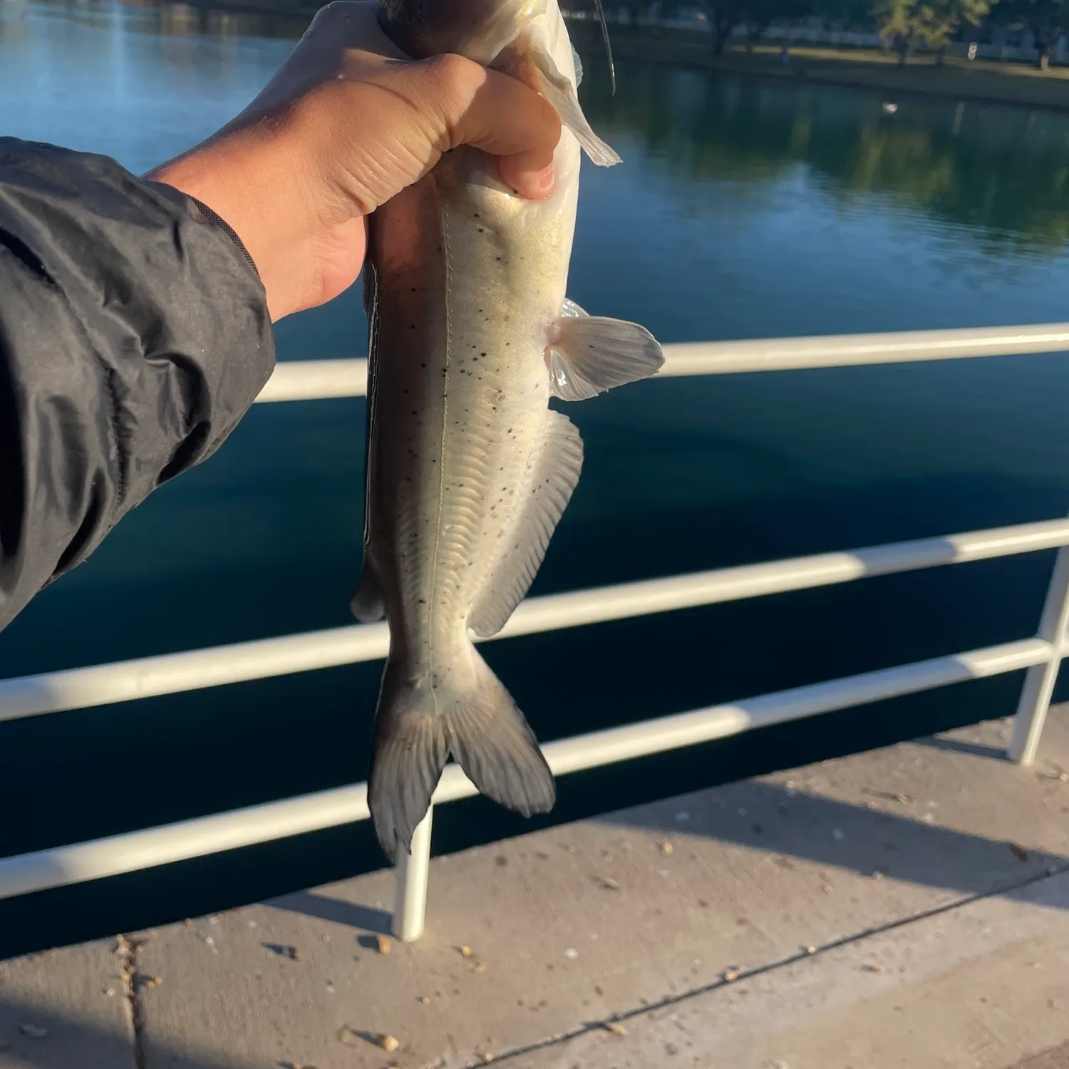 The most recent Channel catfish catches on Fishbrain