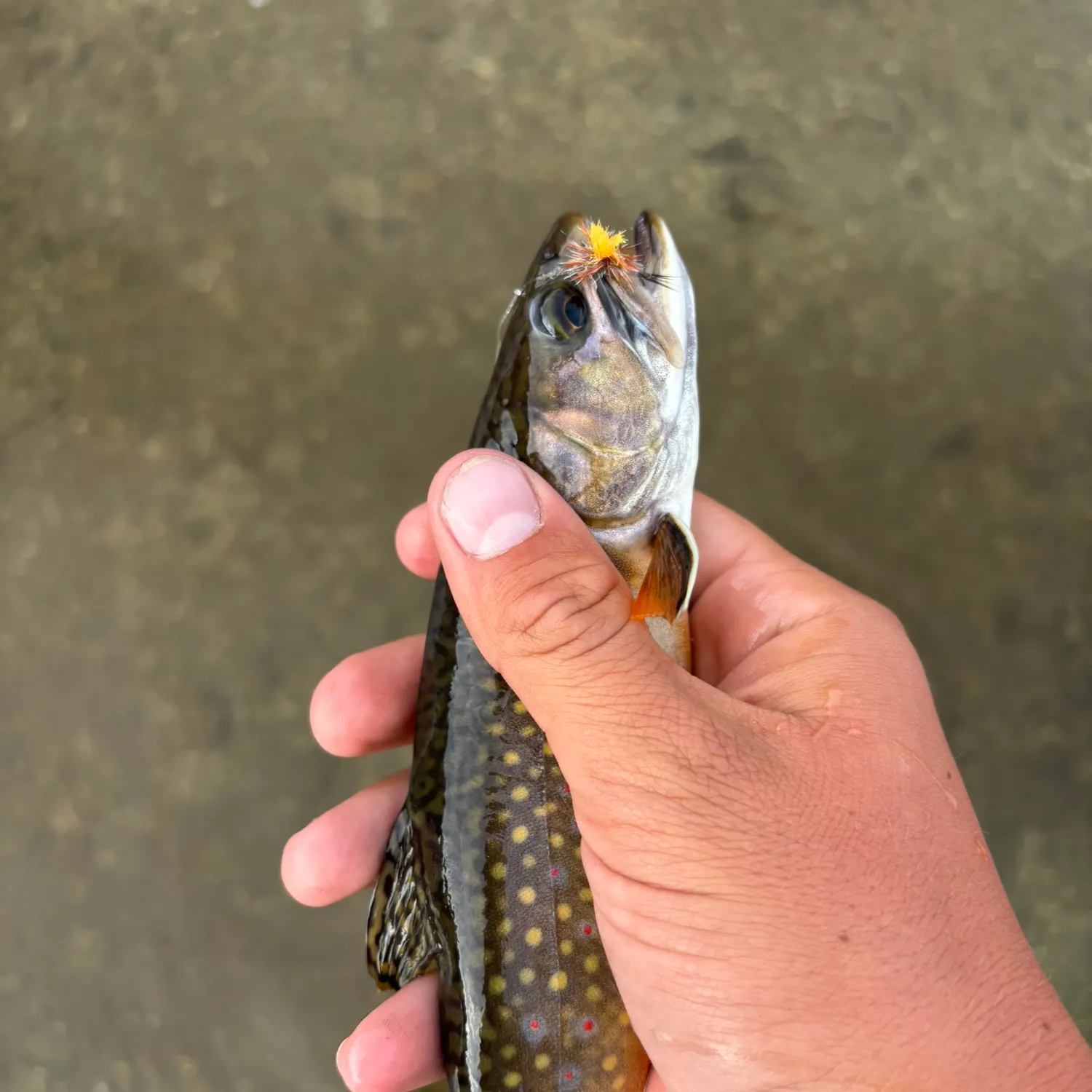 Brook trout caught on Fishbrain
