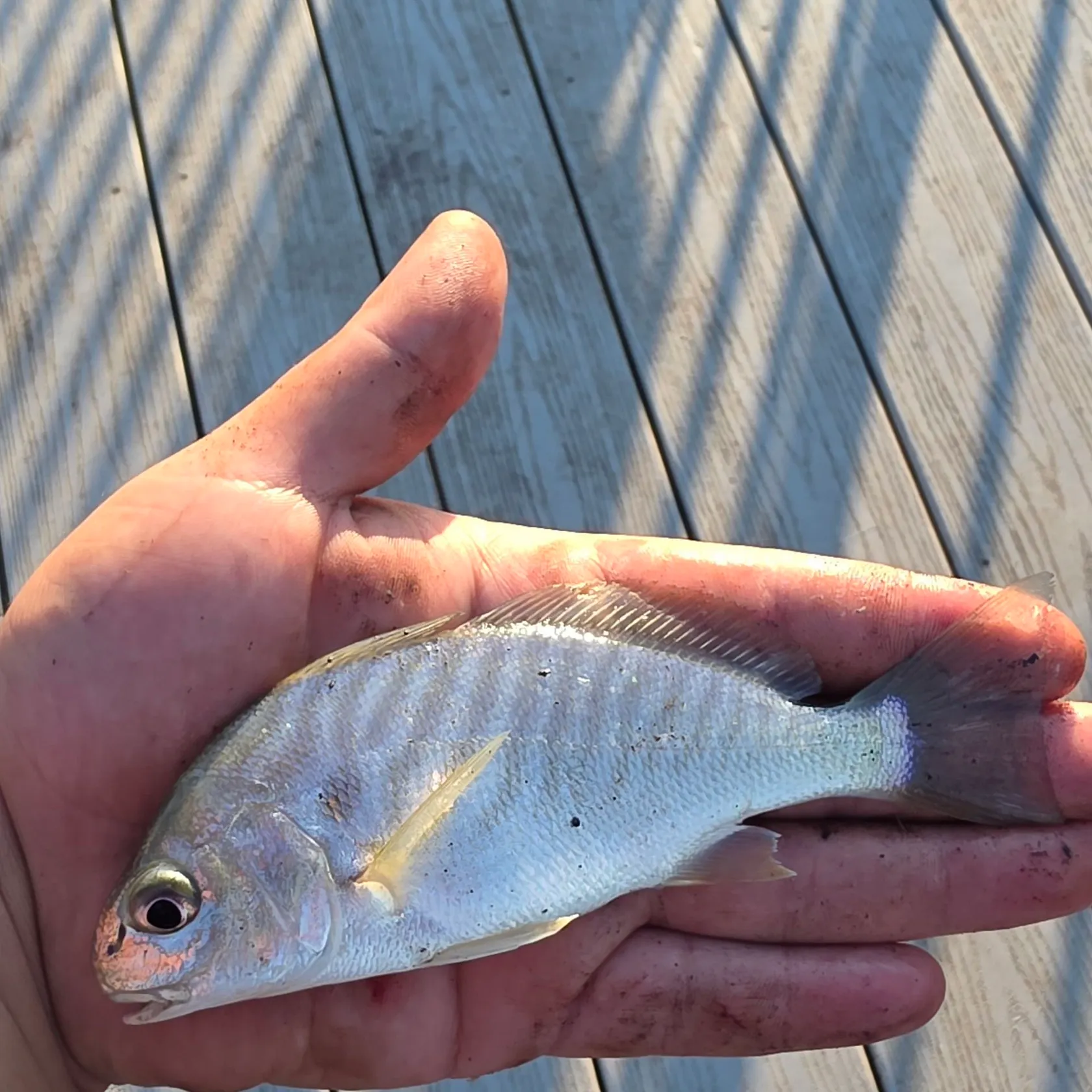 Spot croaker caught on Fishbrain