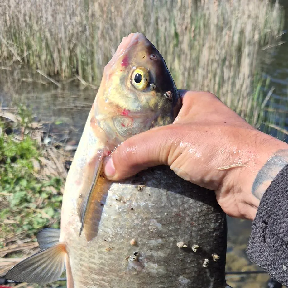 Common bream caught on Fishbrain