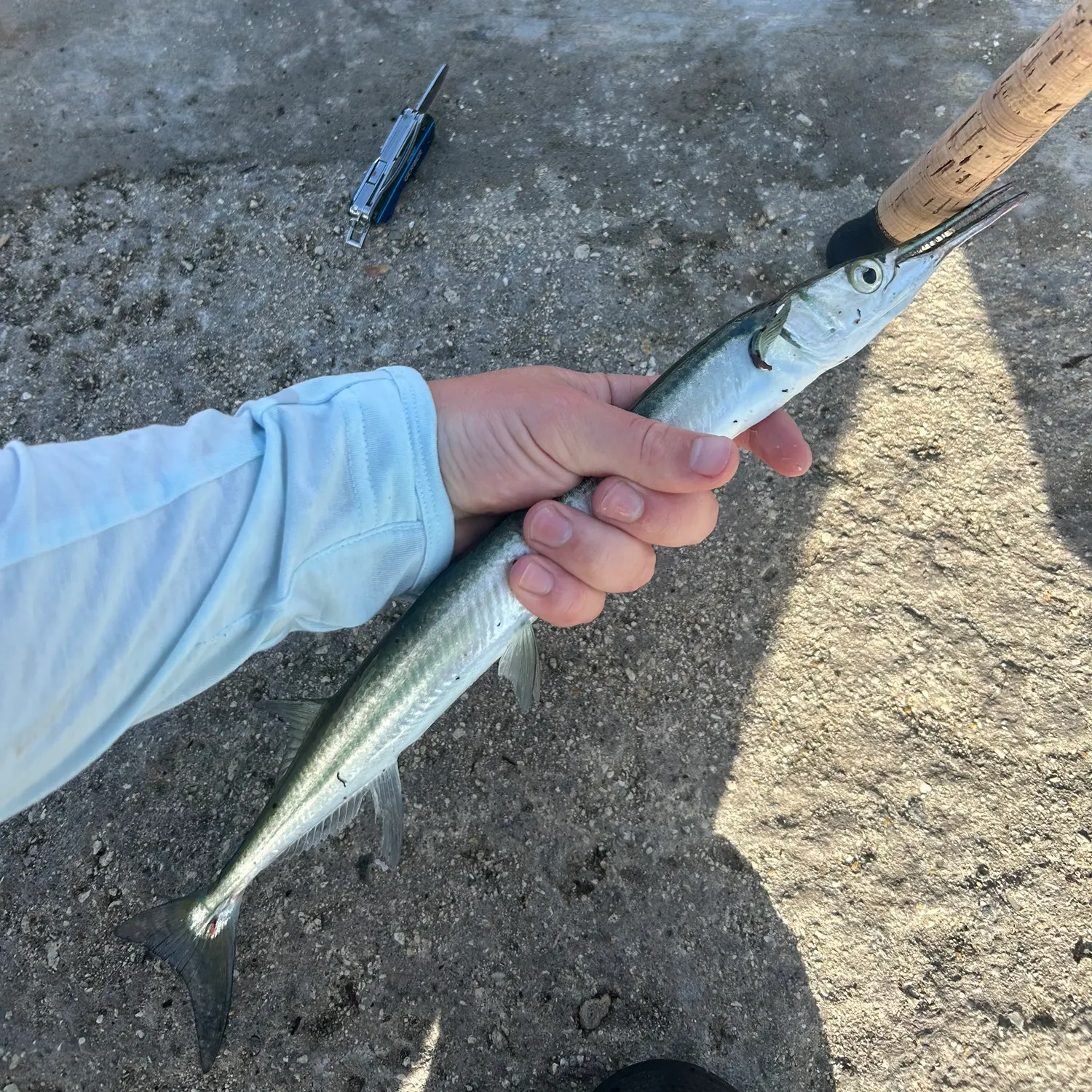 The most recent Hound needlefish catches on Fishbrain