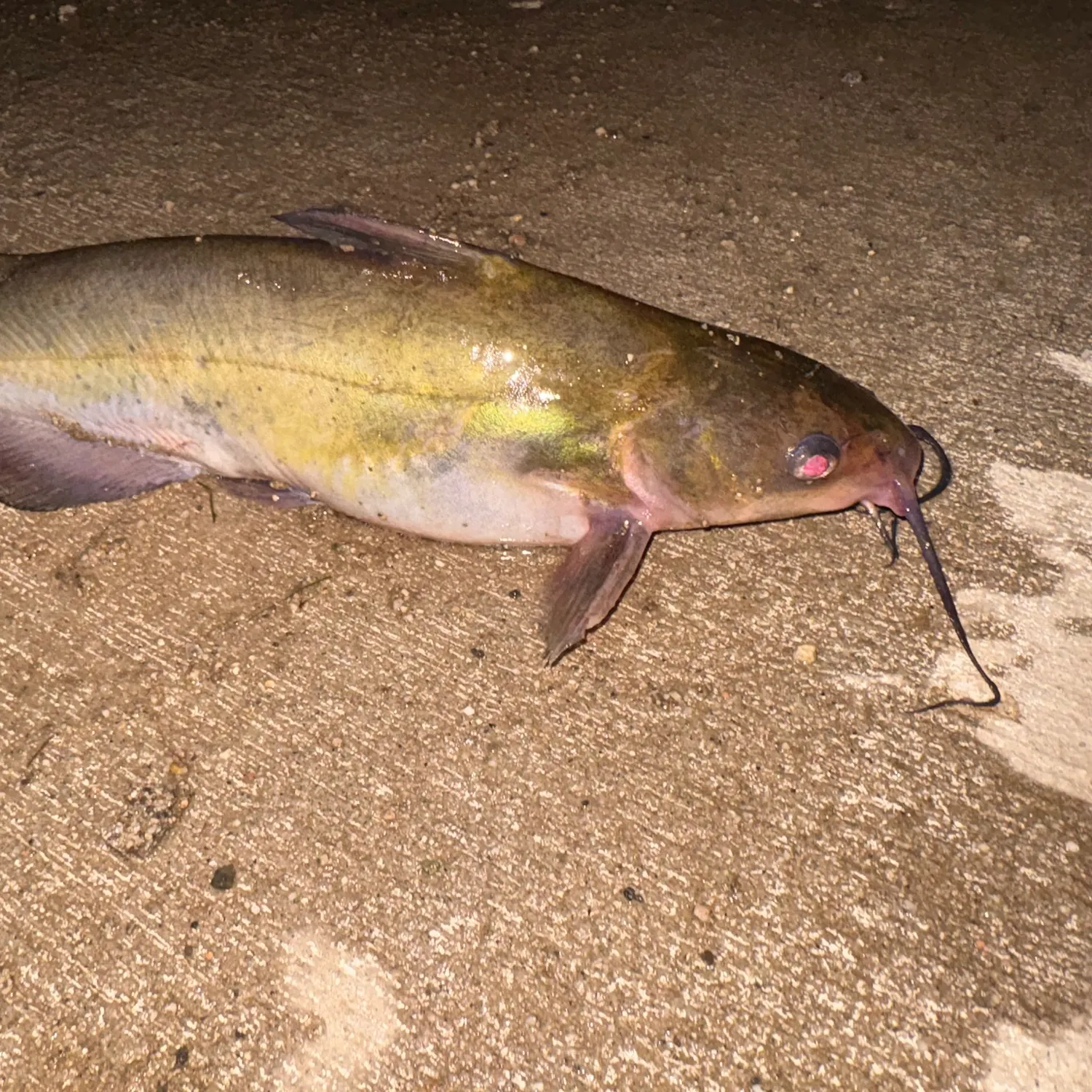 Channel catfish caught on Fishbrain