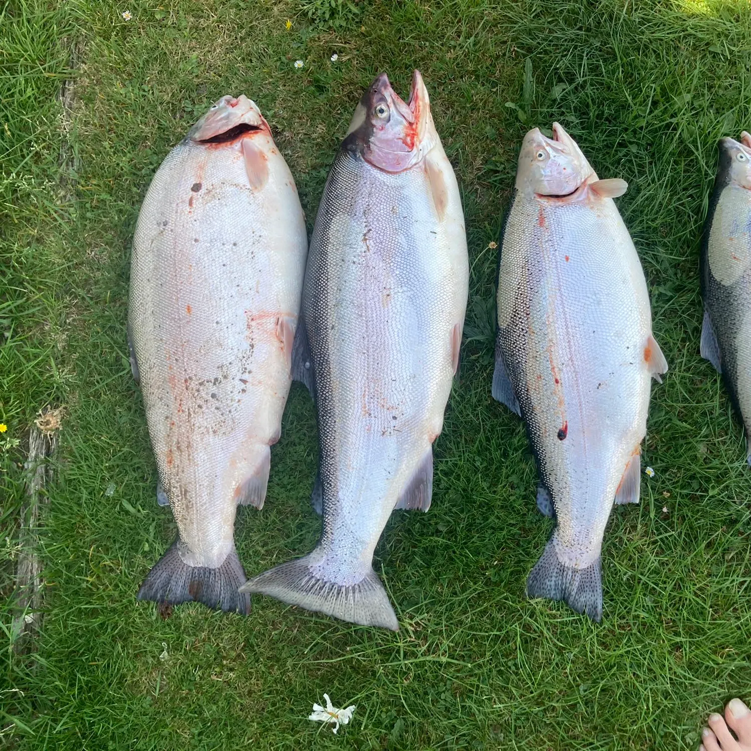 recently logged catches