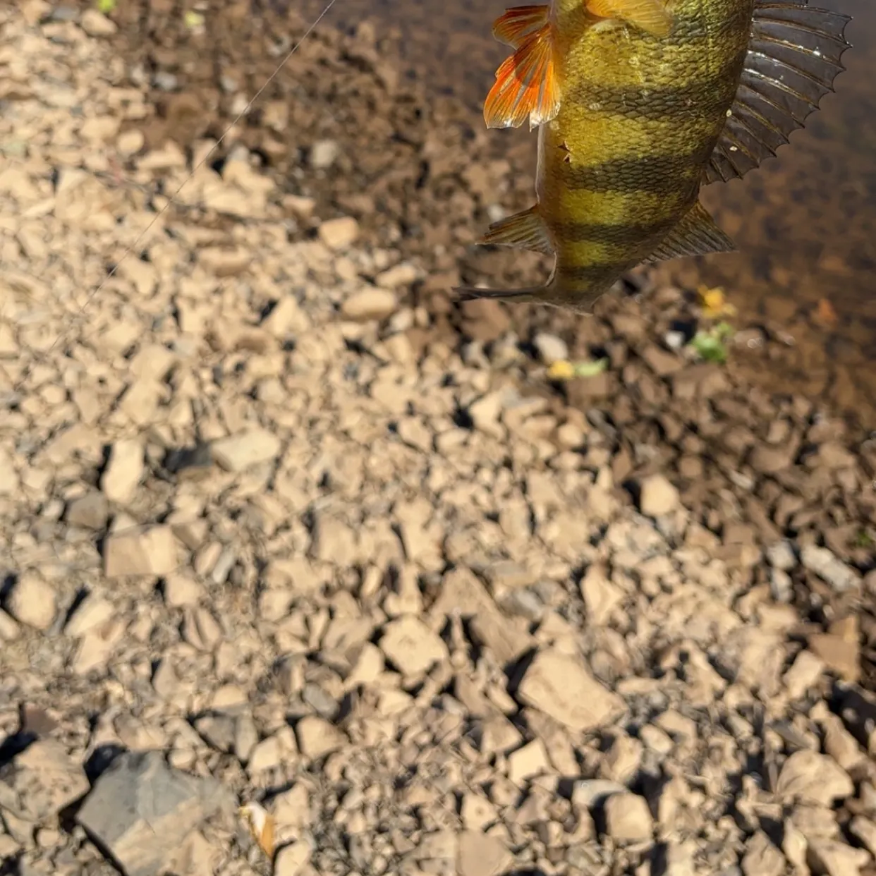 Yellow perch caught on Fishbrain