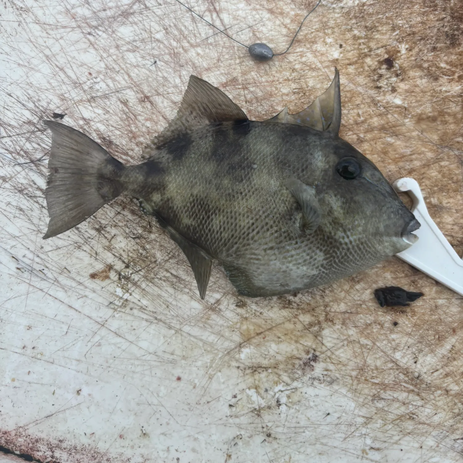 Grey triggerfish caught on Fishbrain