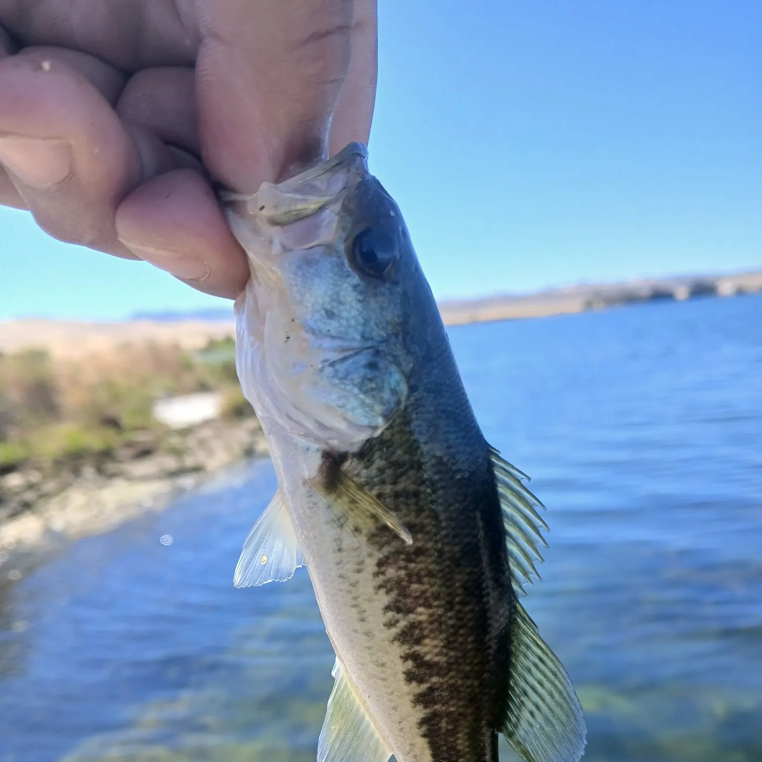Spotted bass caught on Fishbrain