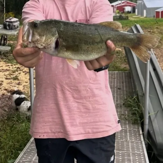 Largemouth bass caught on Fishbrain