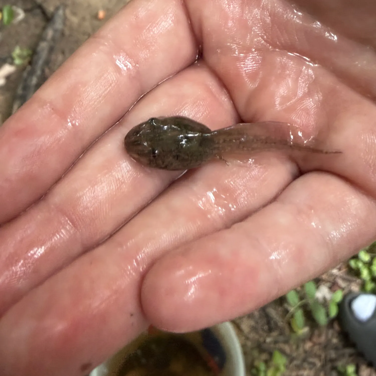 The most recent Tadpole whiptail catches on Fishbrain