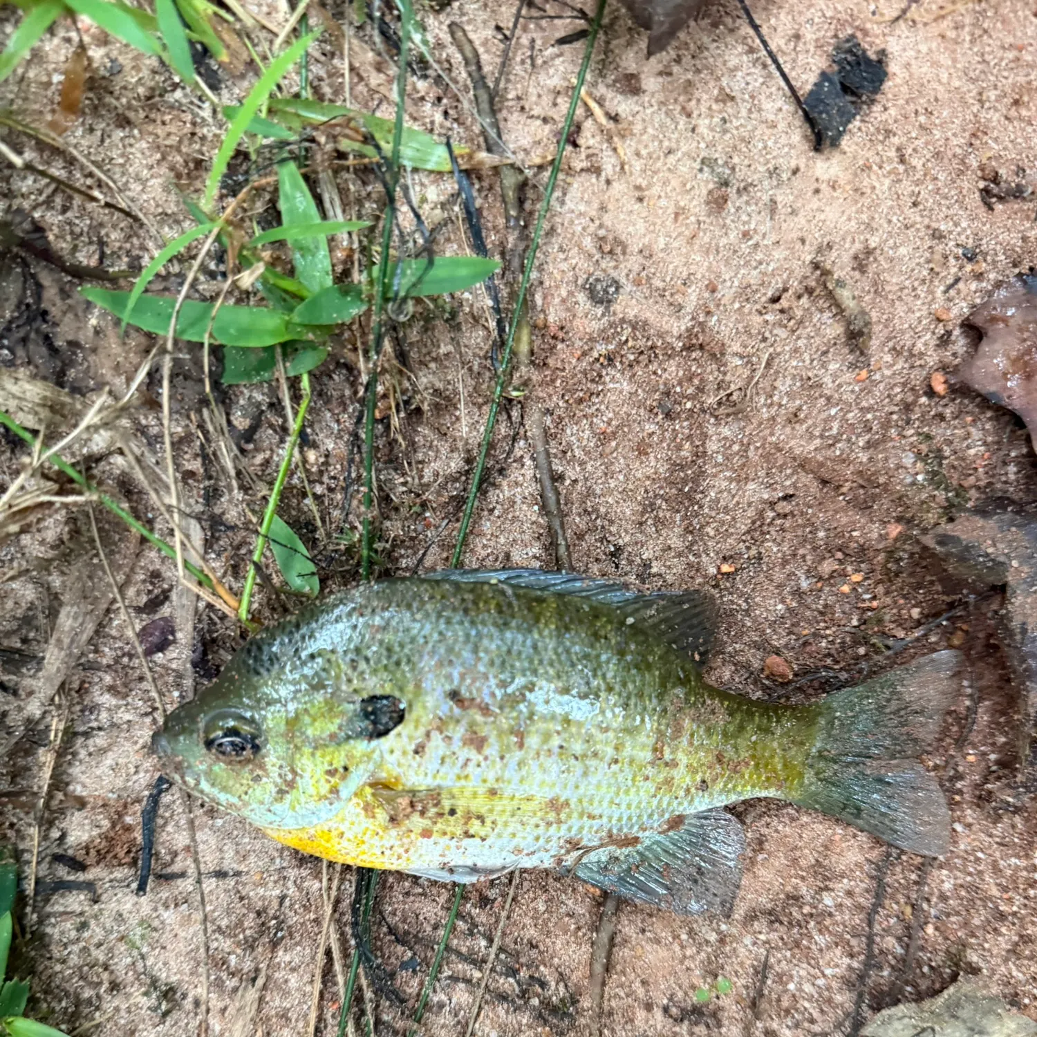 Bluegill caught on Fishbrain
