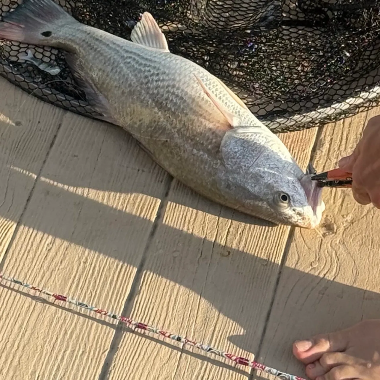 Red drum caught on Fishbrain